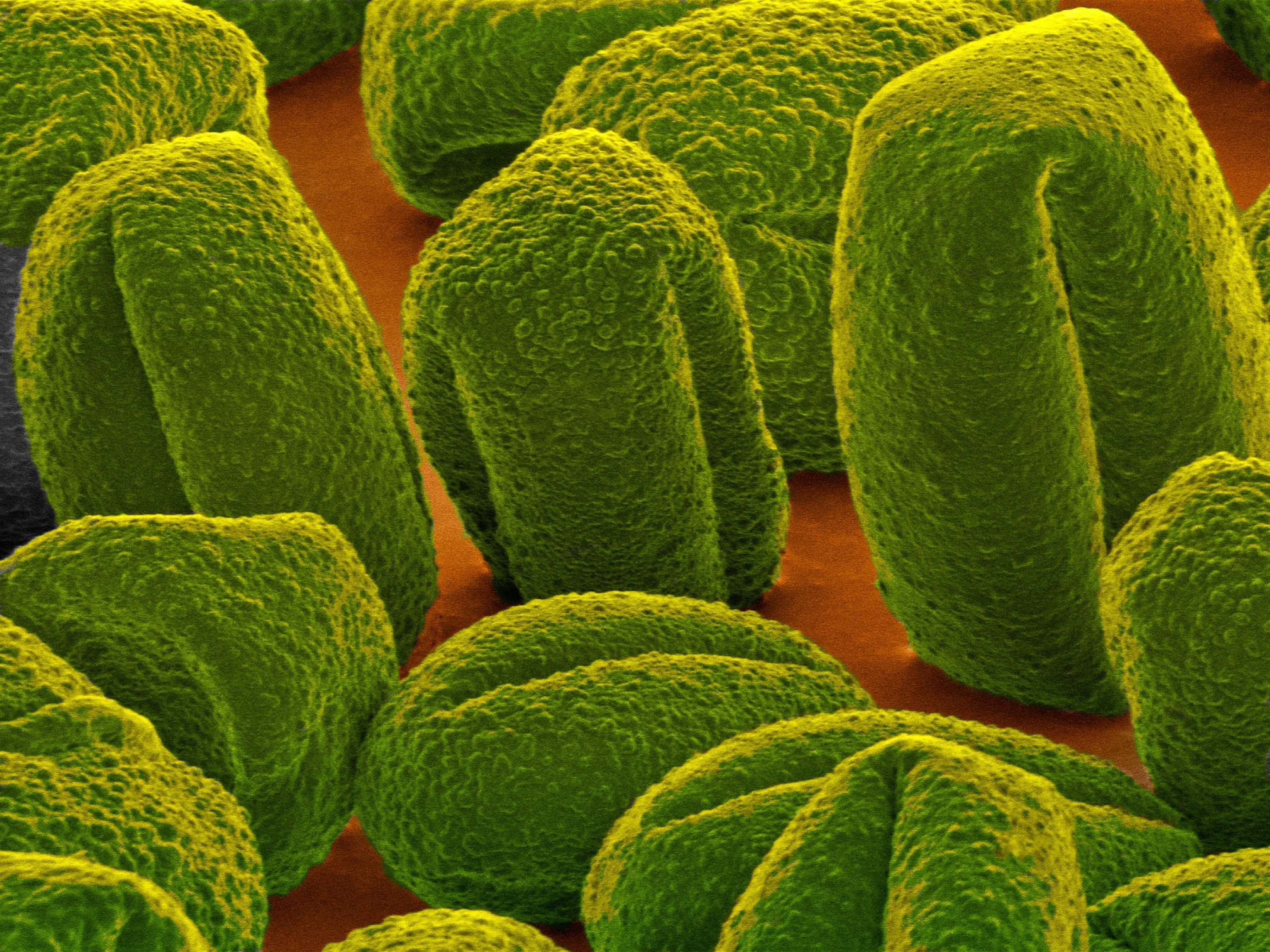 red oak pollen.