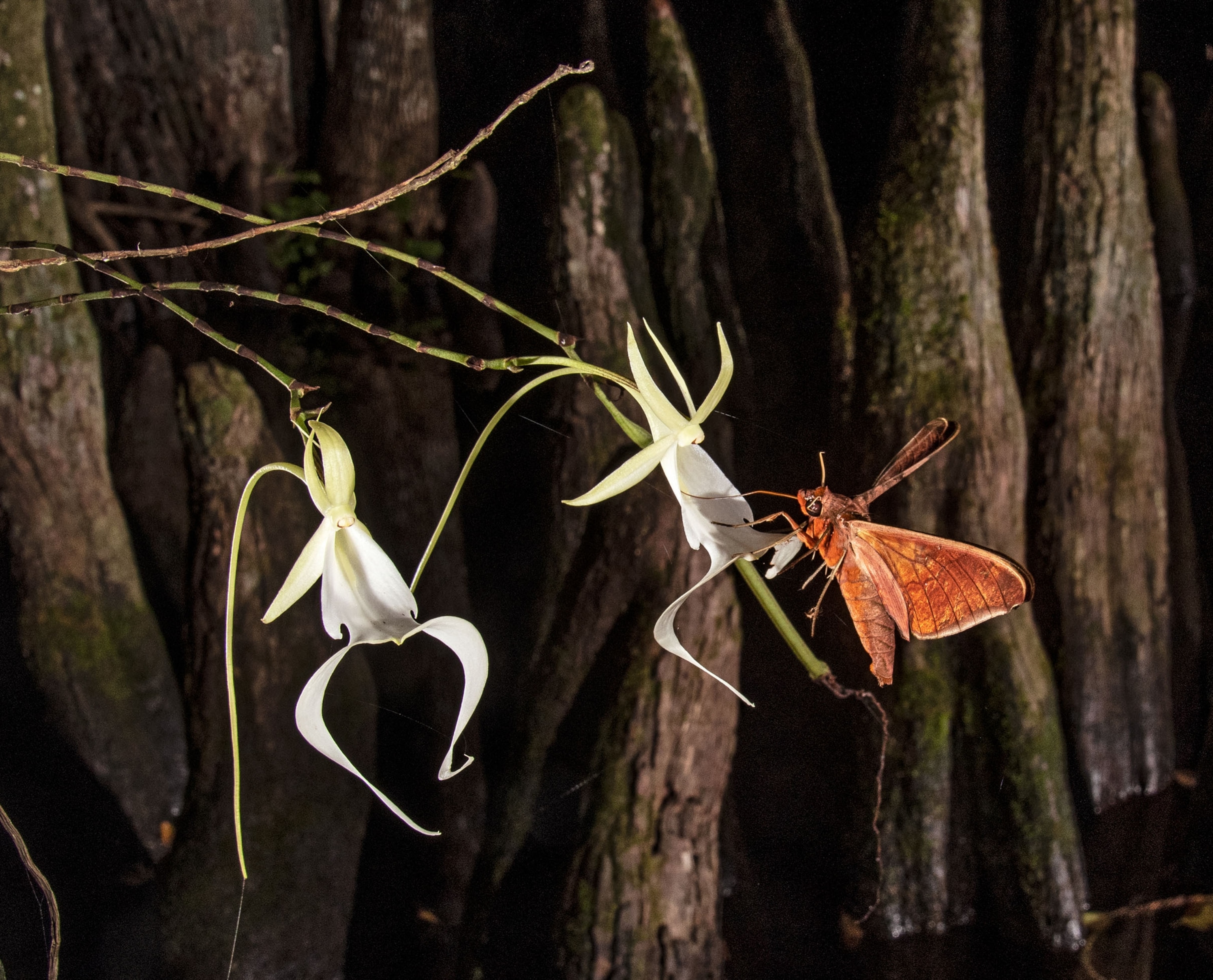 ghost orchid