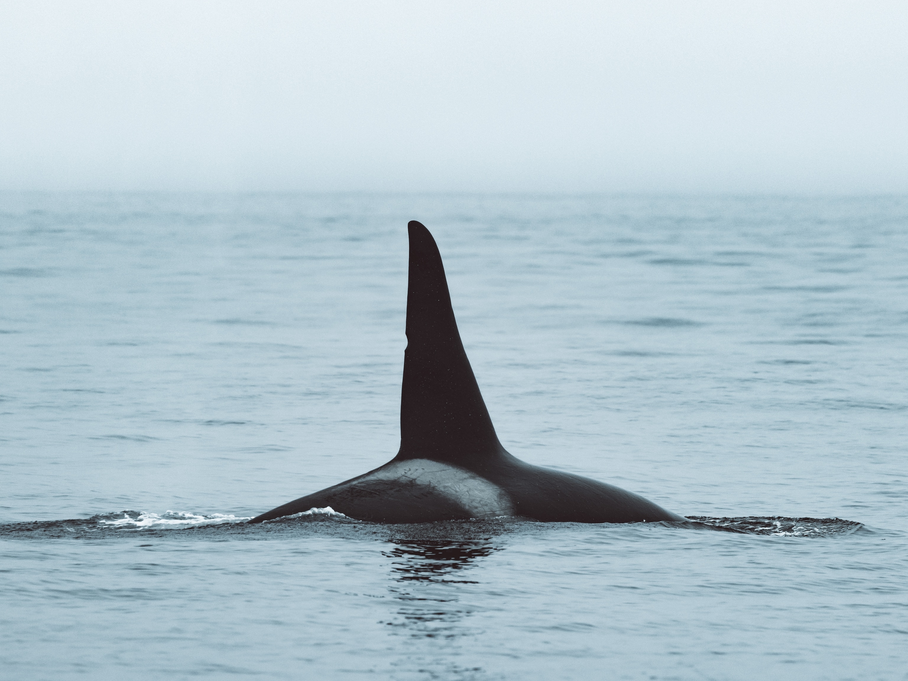 A dorsal fin pokes out of the water on a foggy day.