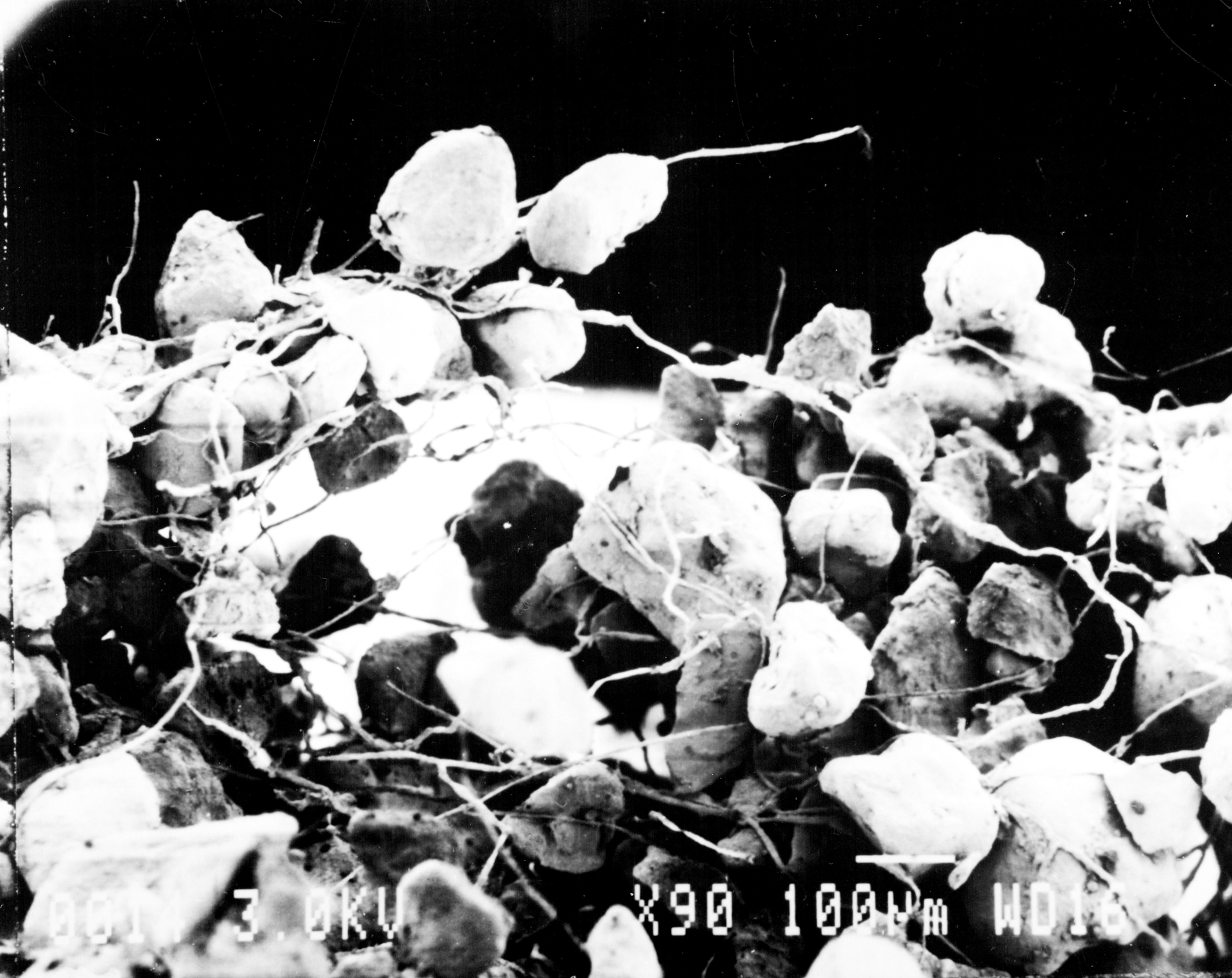magnified Cyanobacteria