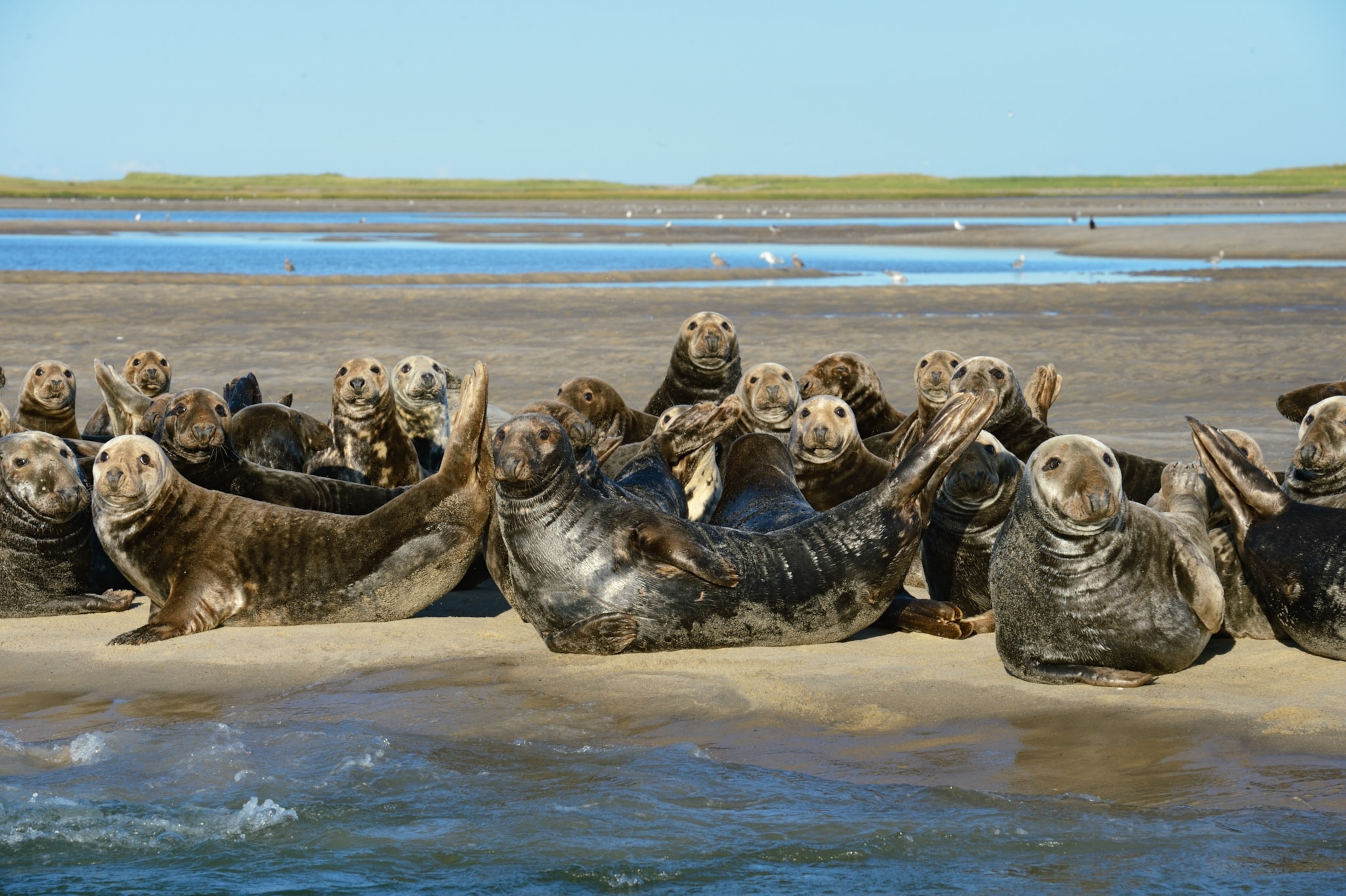 Seals sit on beach.