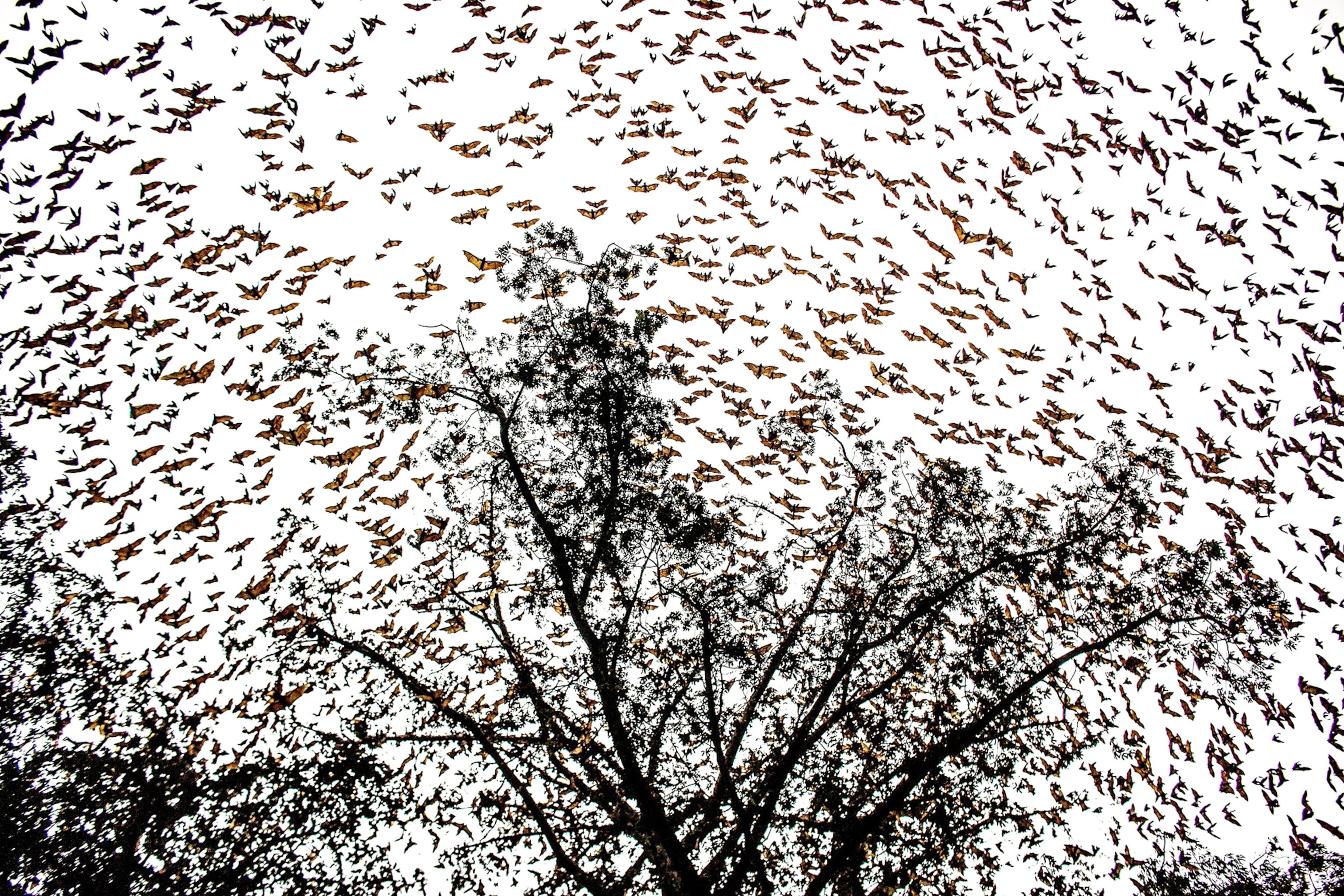 bats in the sky