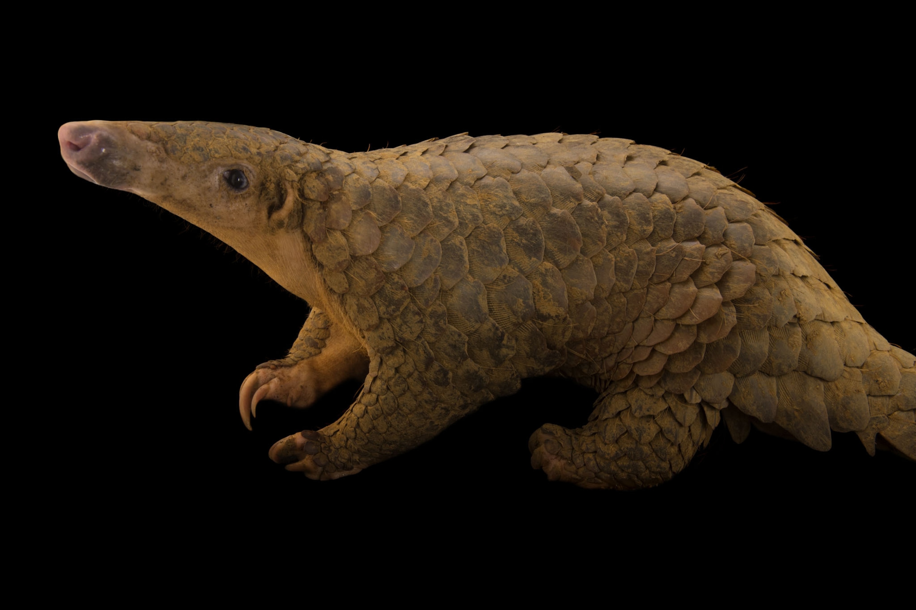 a sunda pangolin