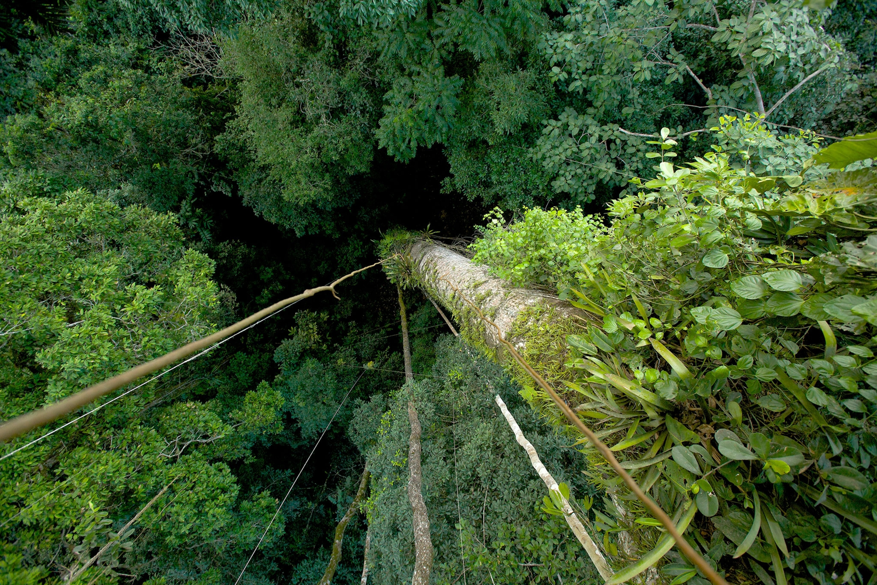 the view at the top of a ceiba tree