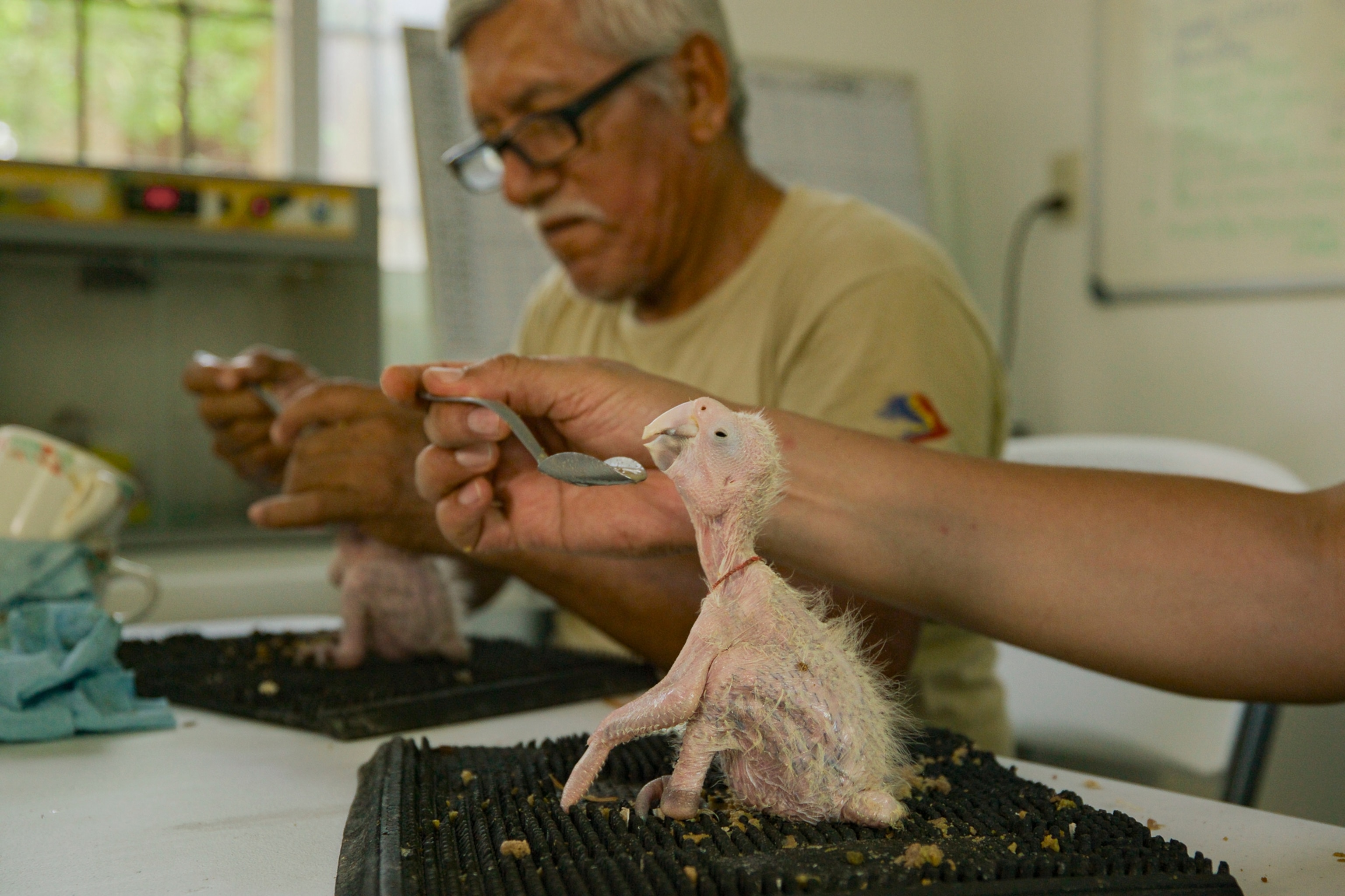 man feeds a chick in the foreground with a spoon, another man in the background is gently cradling the head while feeding another chick in the background.