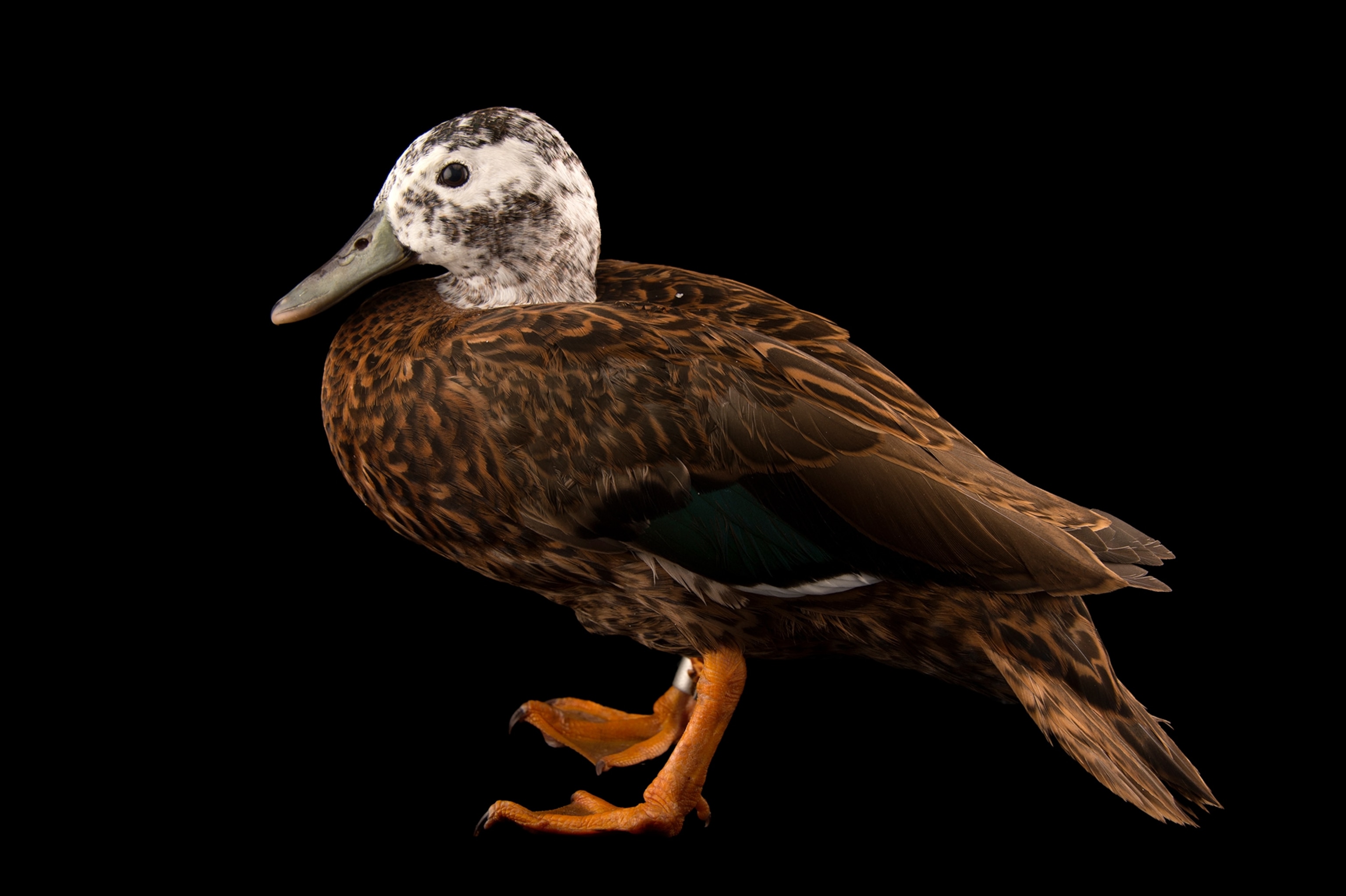 A duck stands on a black background with brown and white feathers.