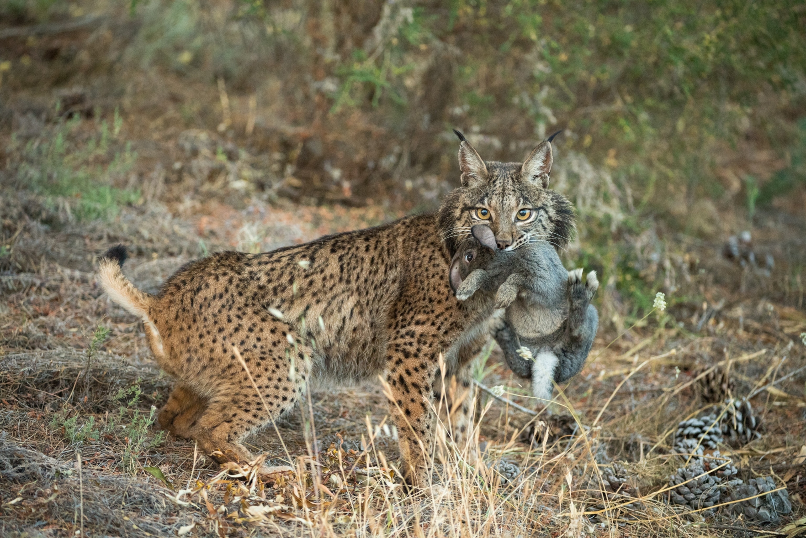 a captive Iberian lynx with a rabbit in its mouth