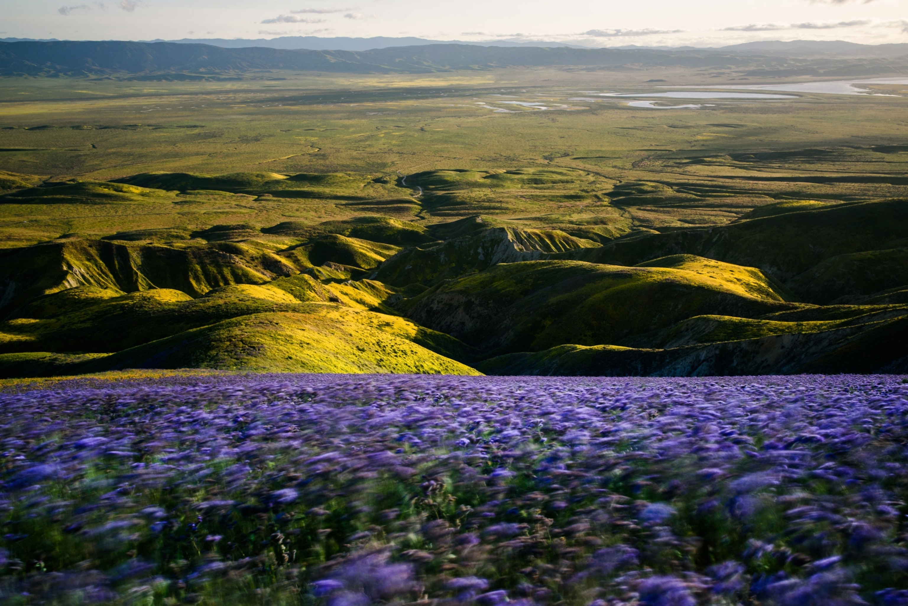 A carpet of purple flowers in the foreground and hills int he background.