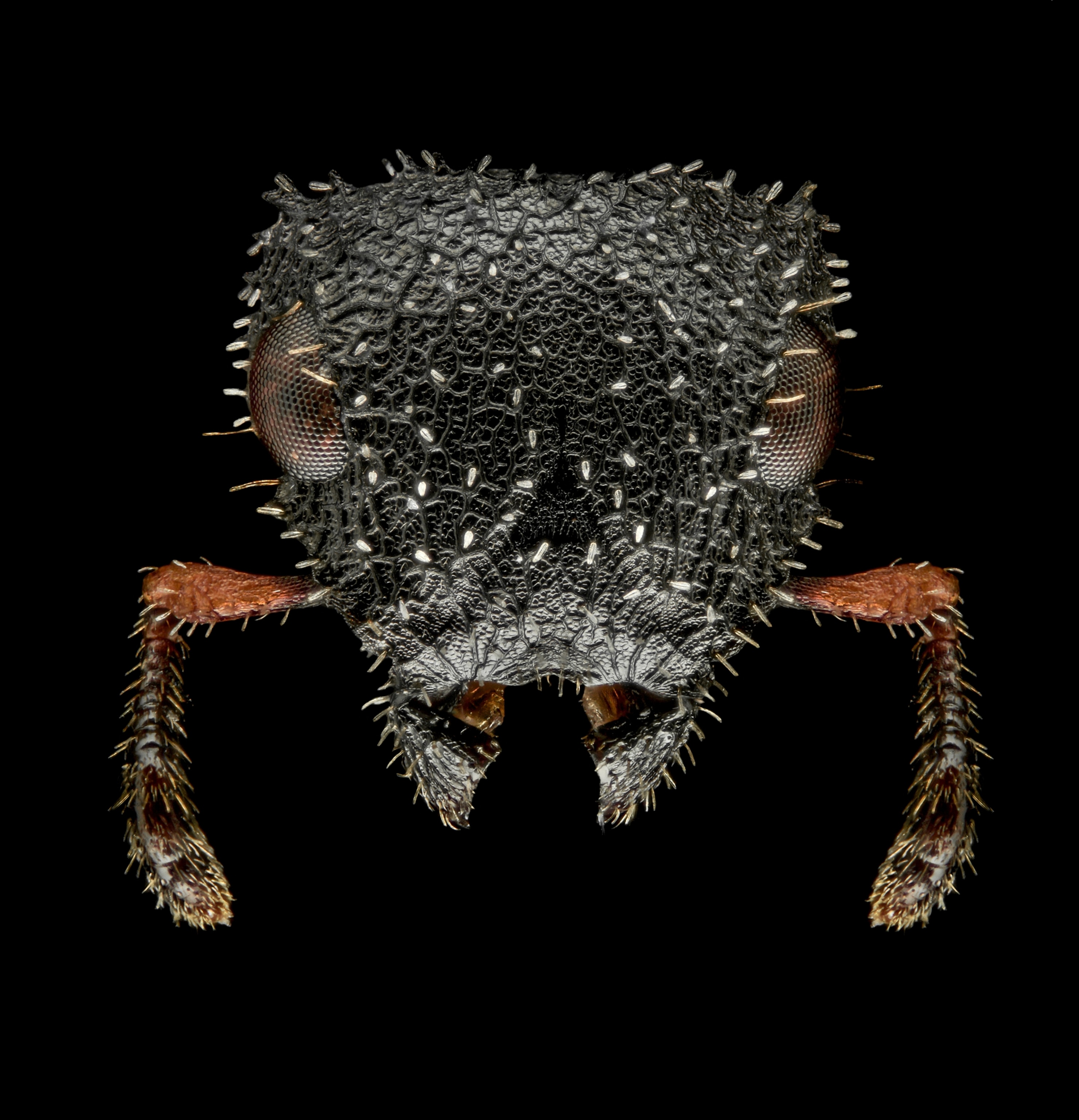 Picture of a green and spiked and head.