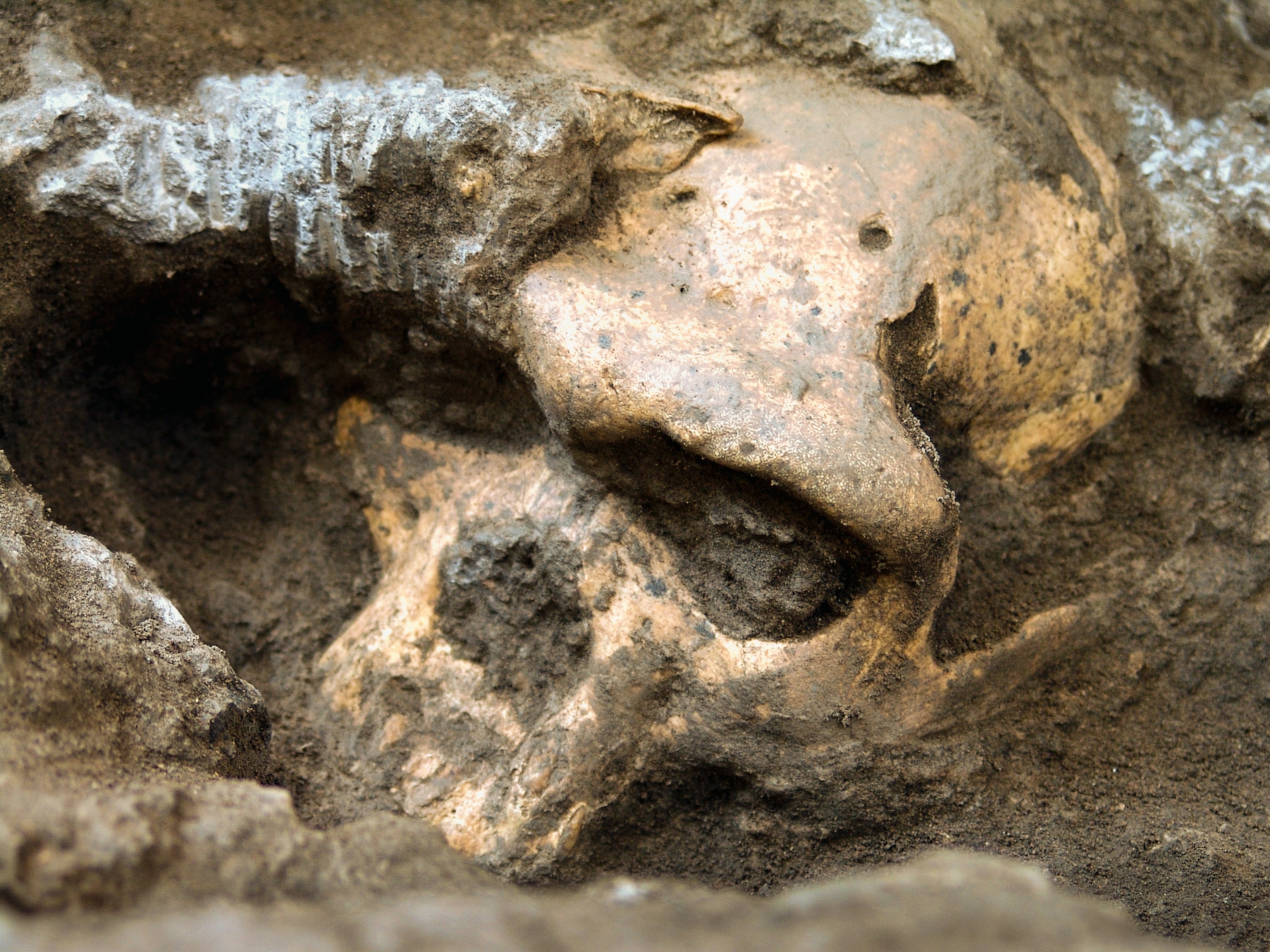 A new hominid skull.