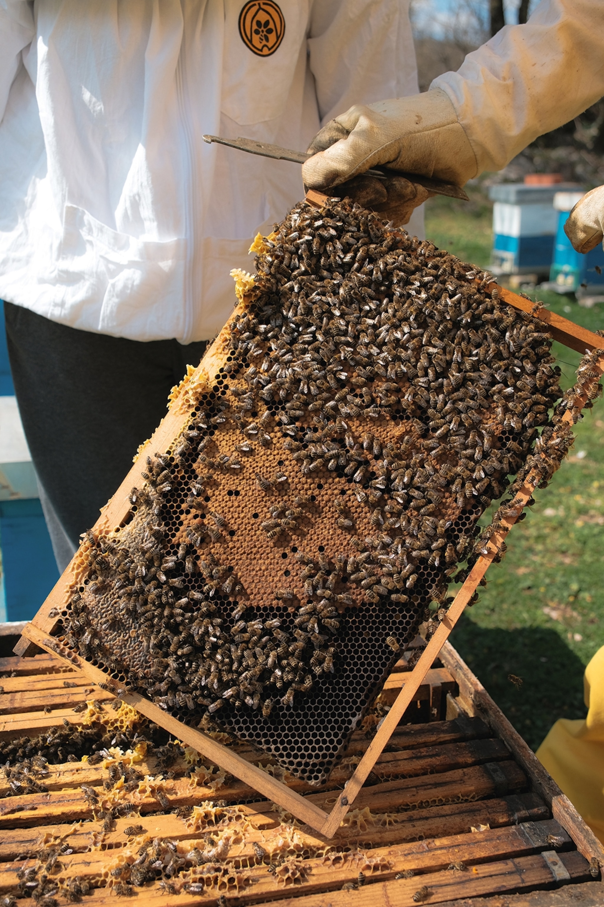 Bees on a hive
