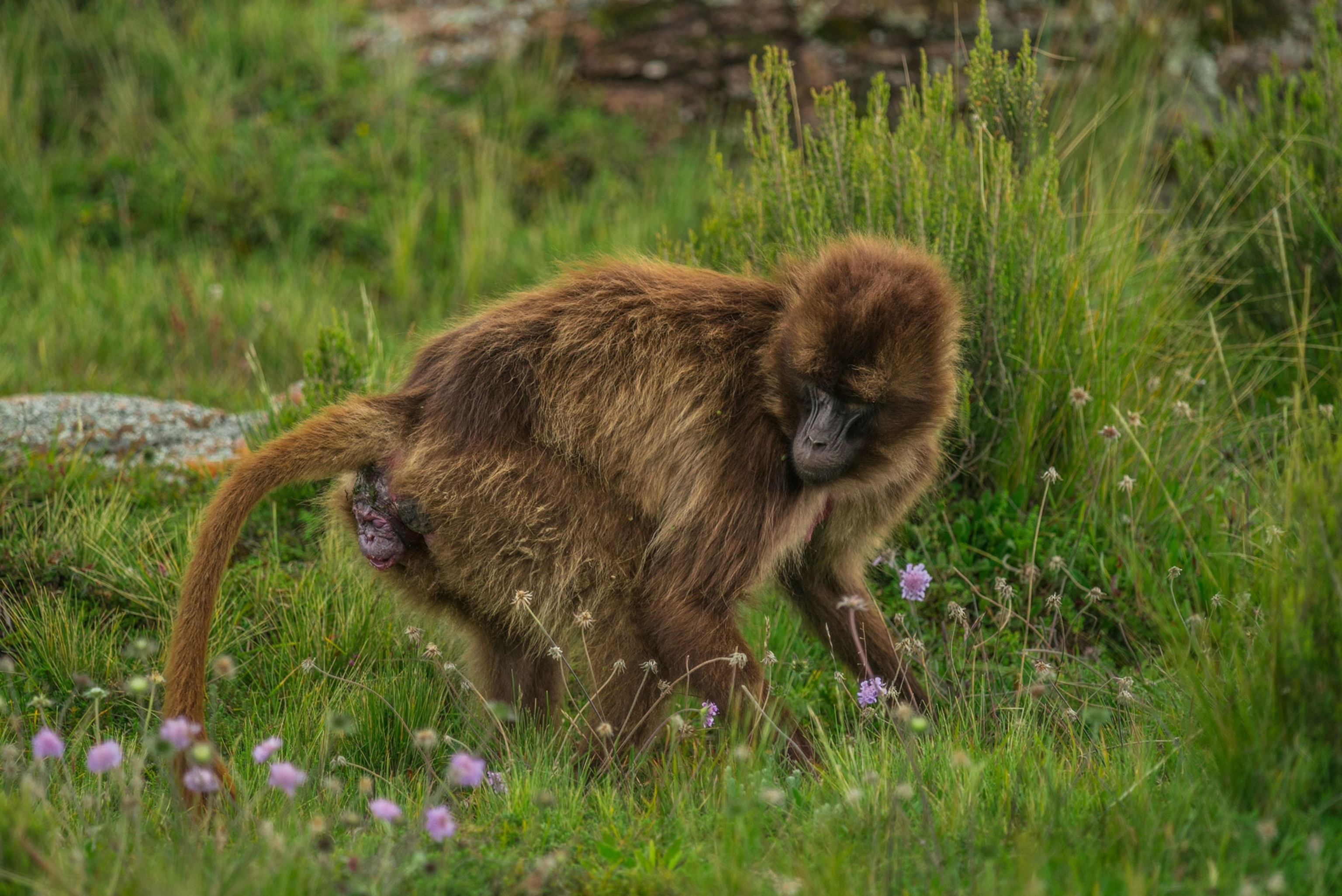 a gelada baboon giving birth