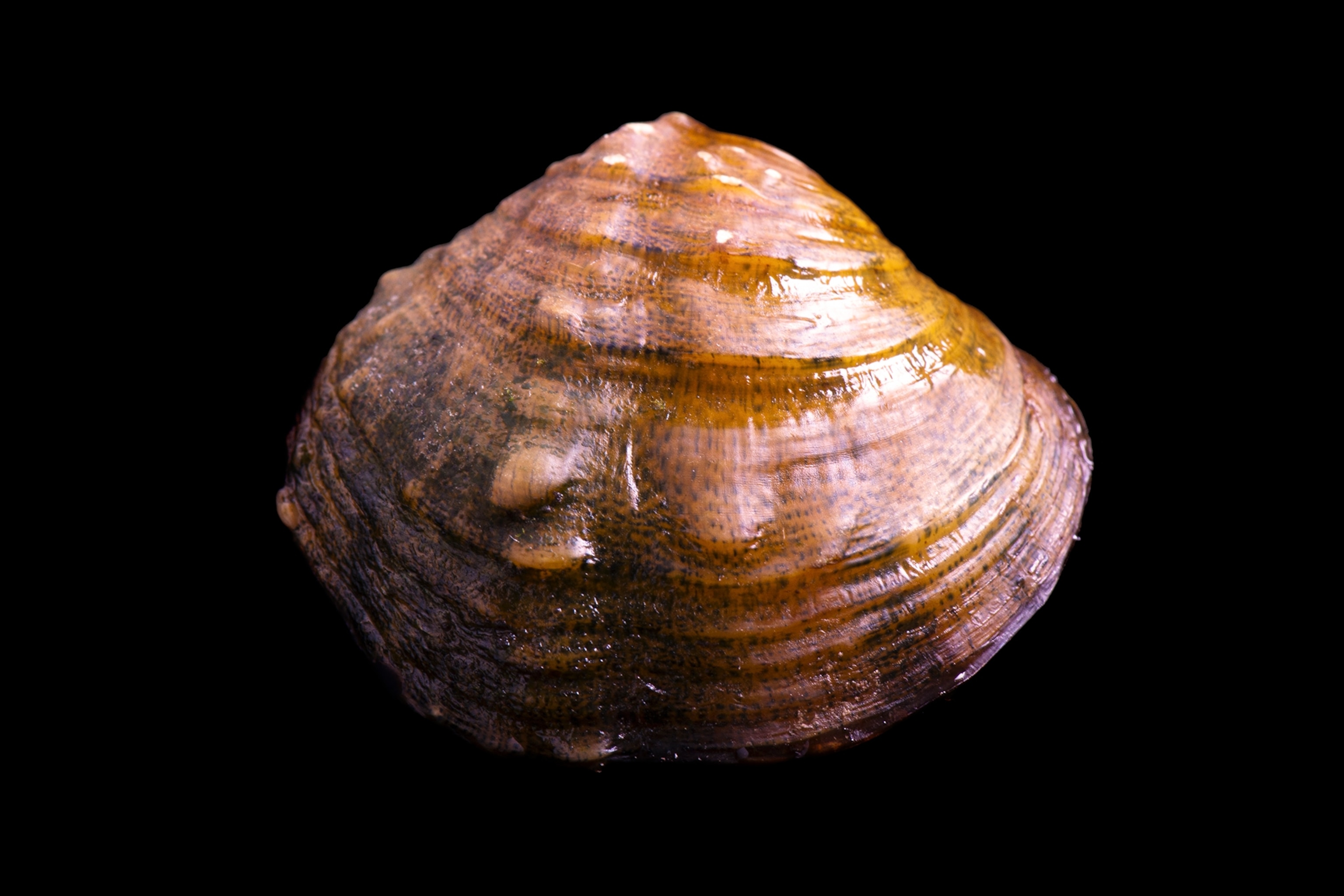 a mussel