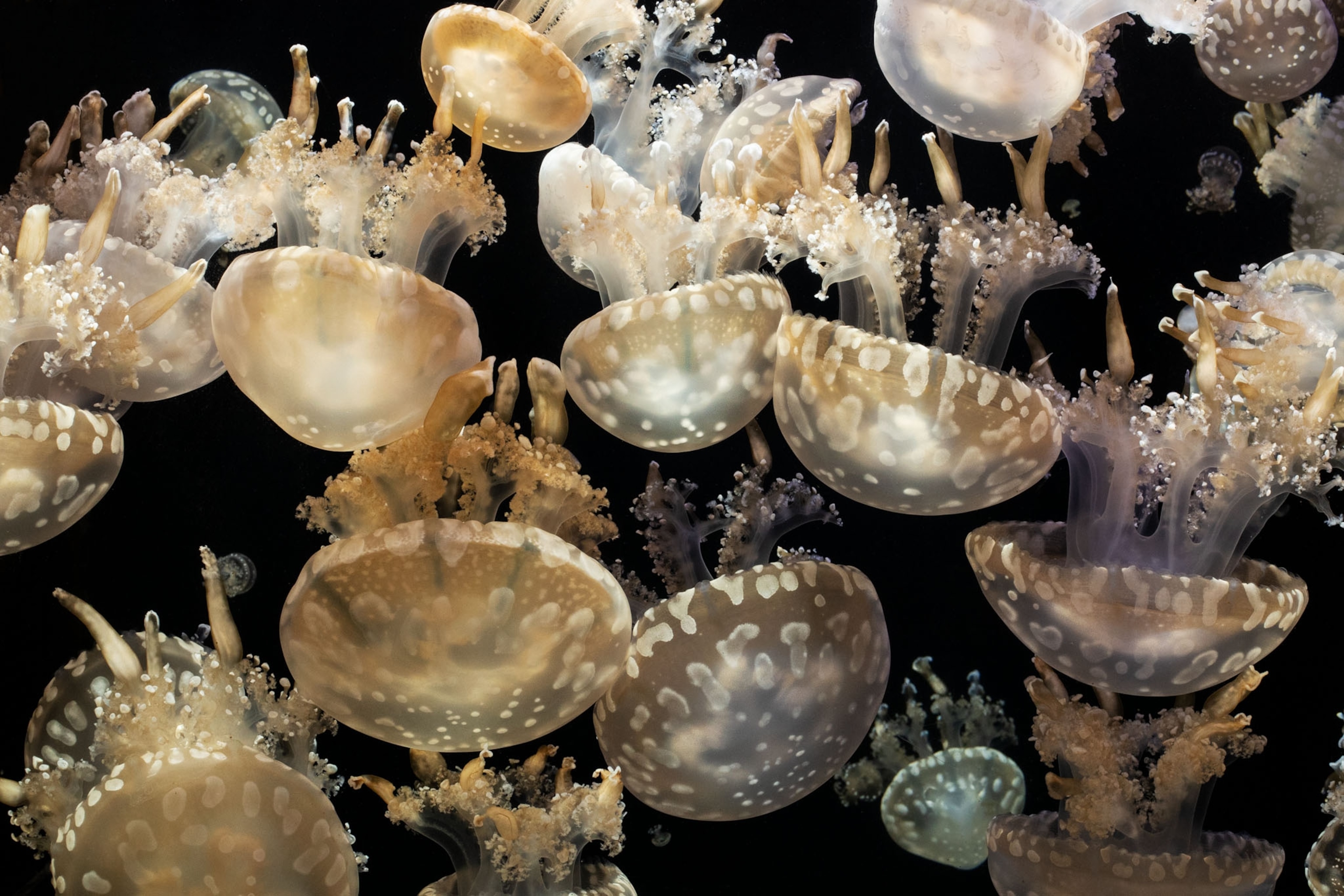 various orange jellyfish on a black background