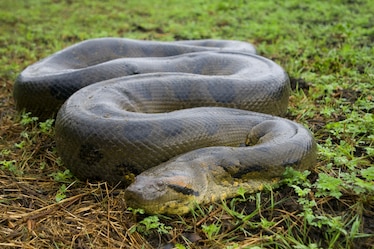 a green anaconda