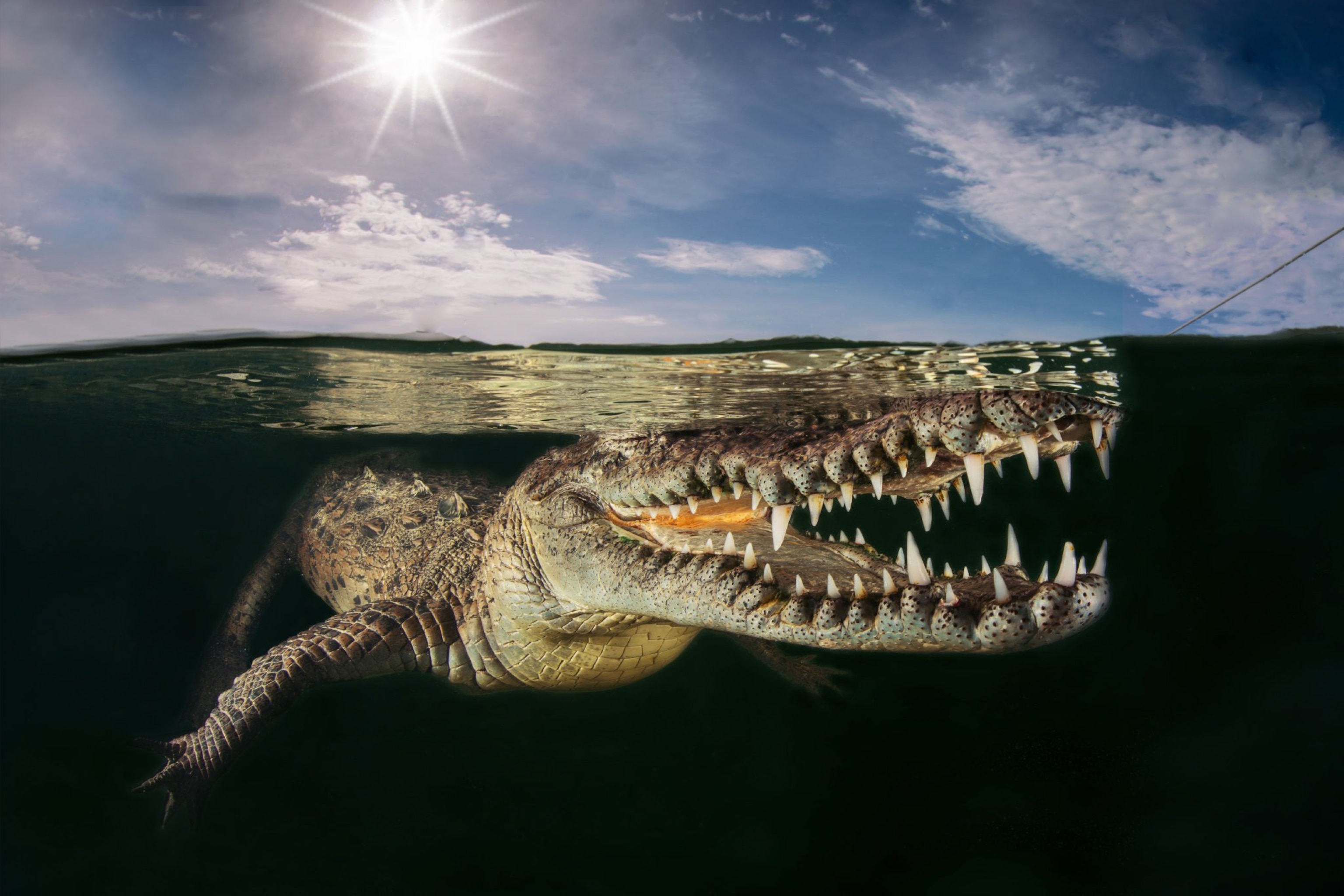 crocodile
