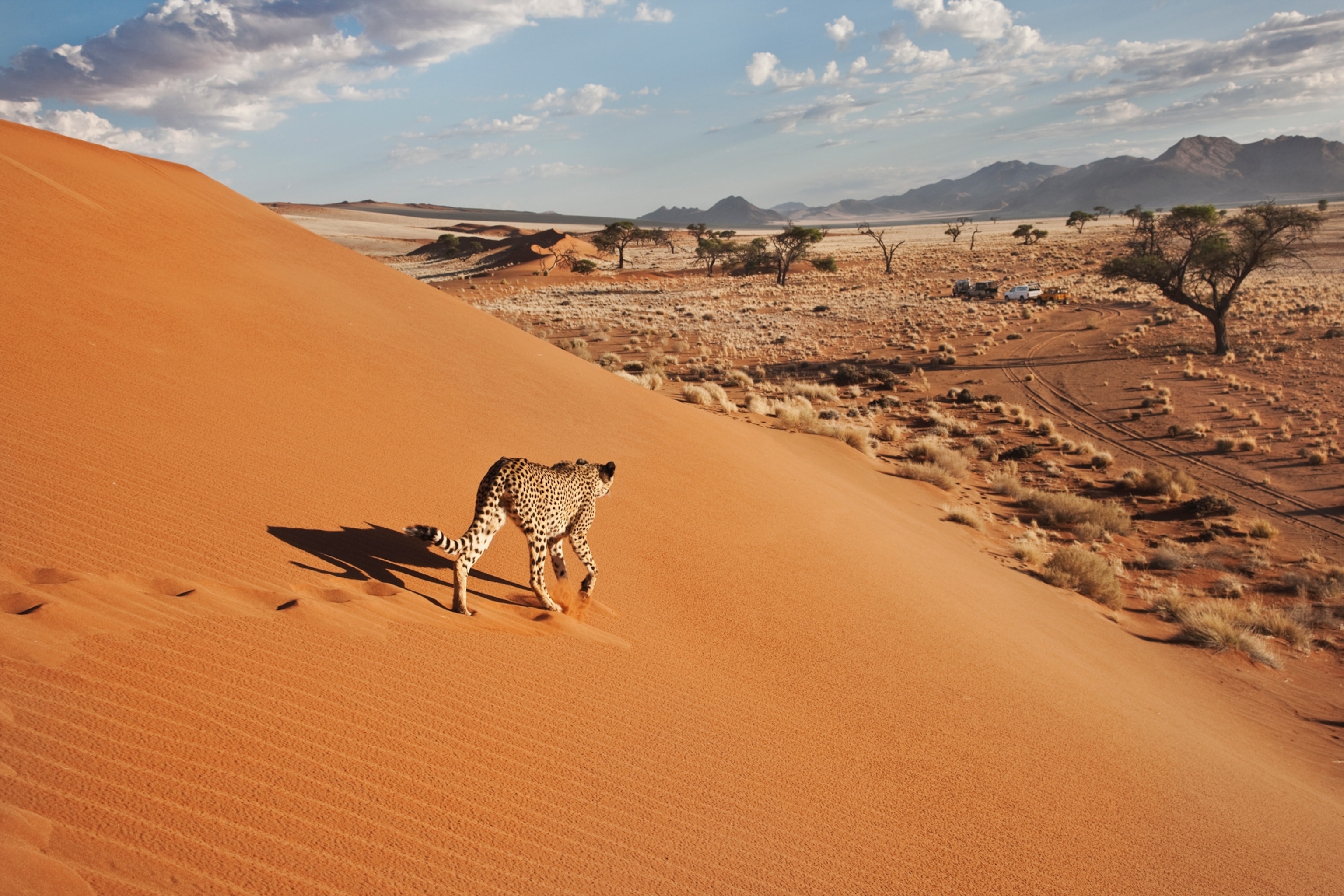 cheetah in Namibia desert
