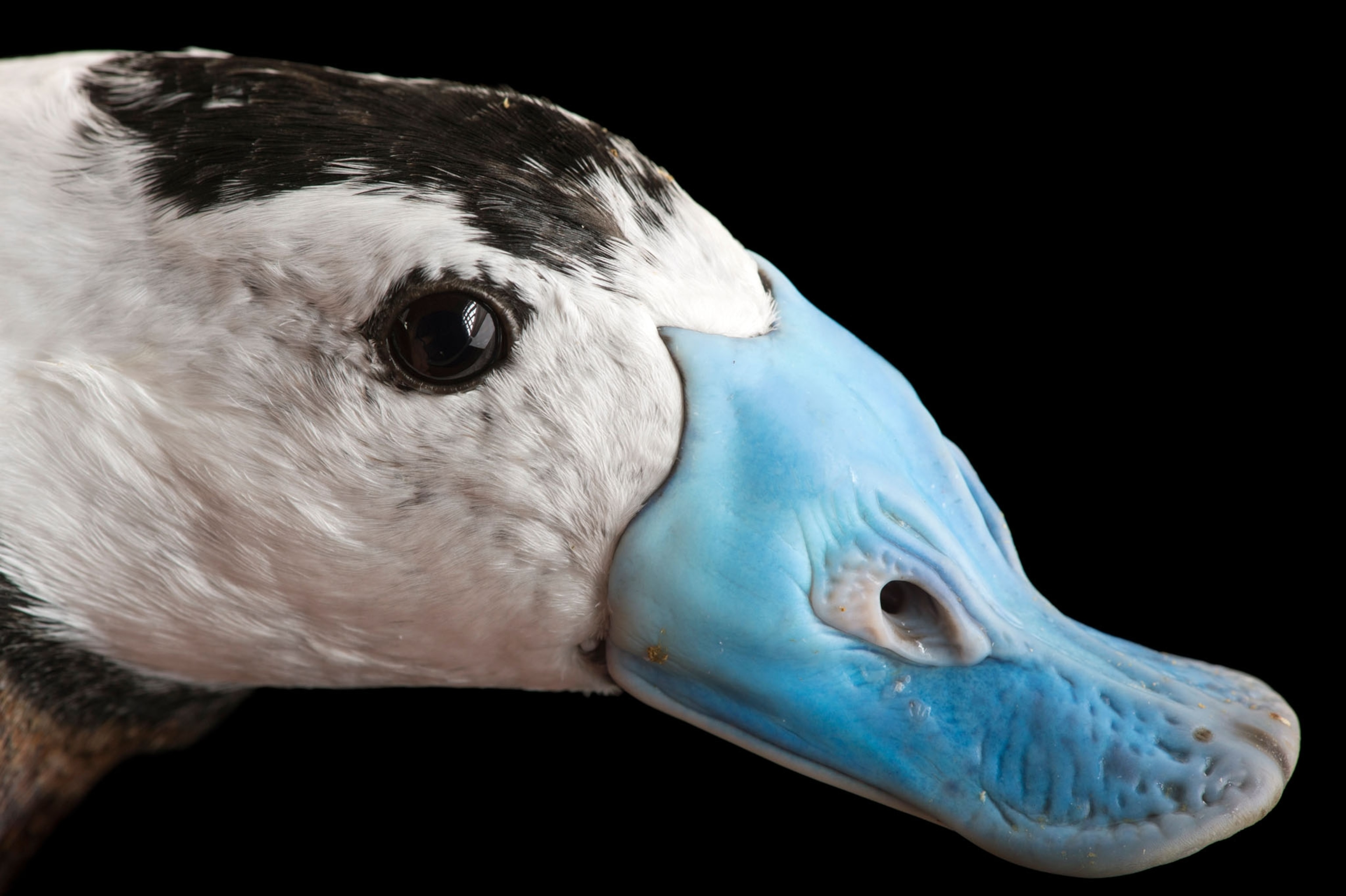a white-headed duck with a light blue beak on a black background