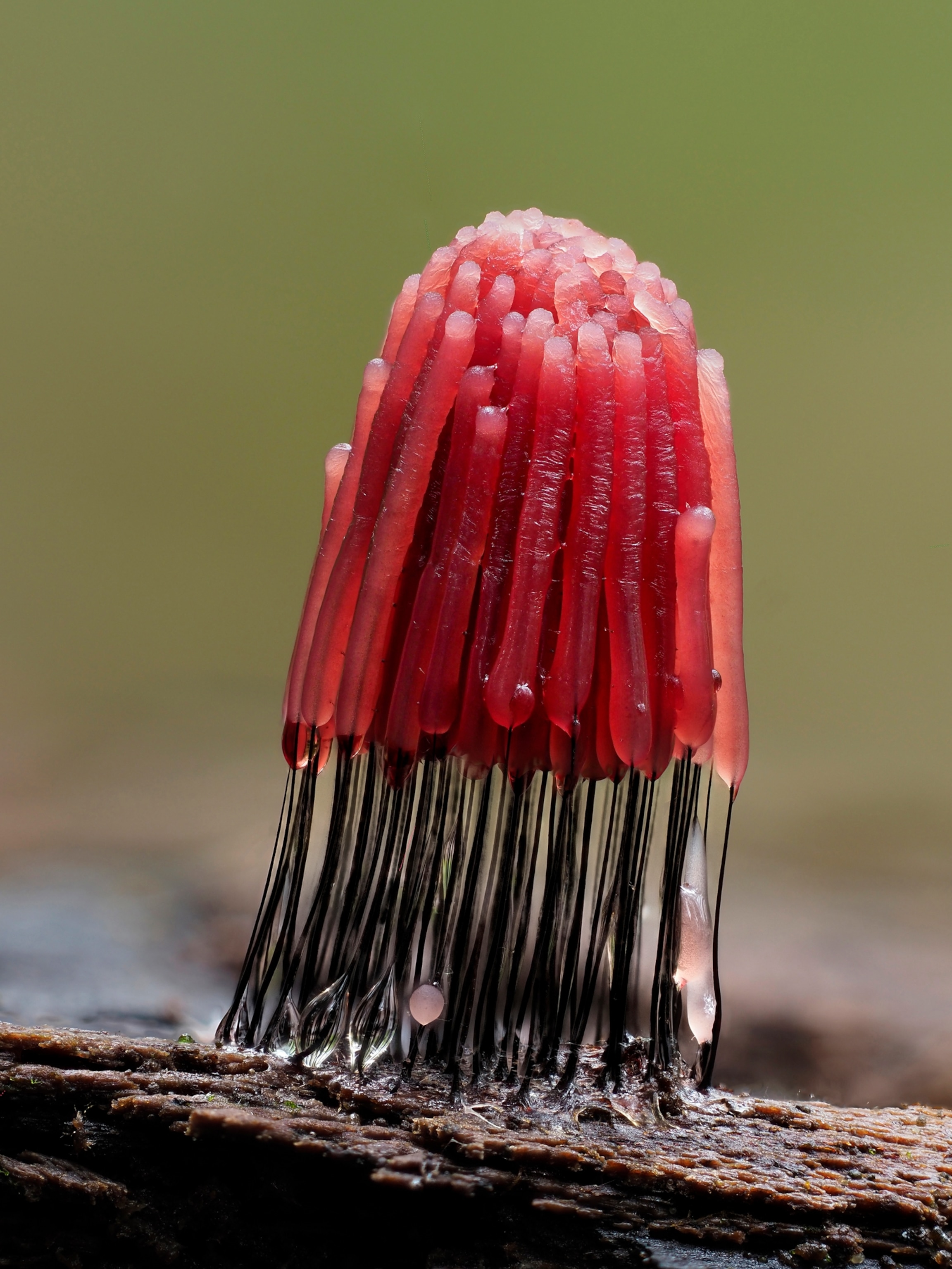 Picture of growth looking like red thimble.