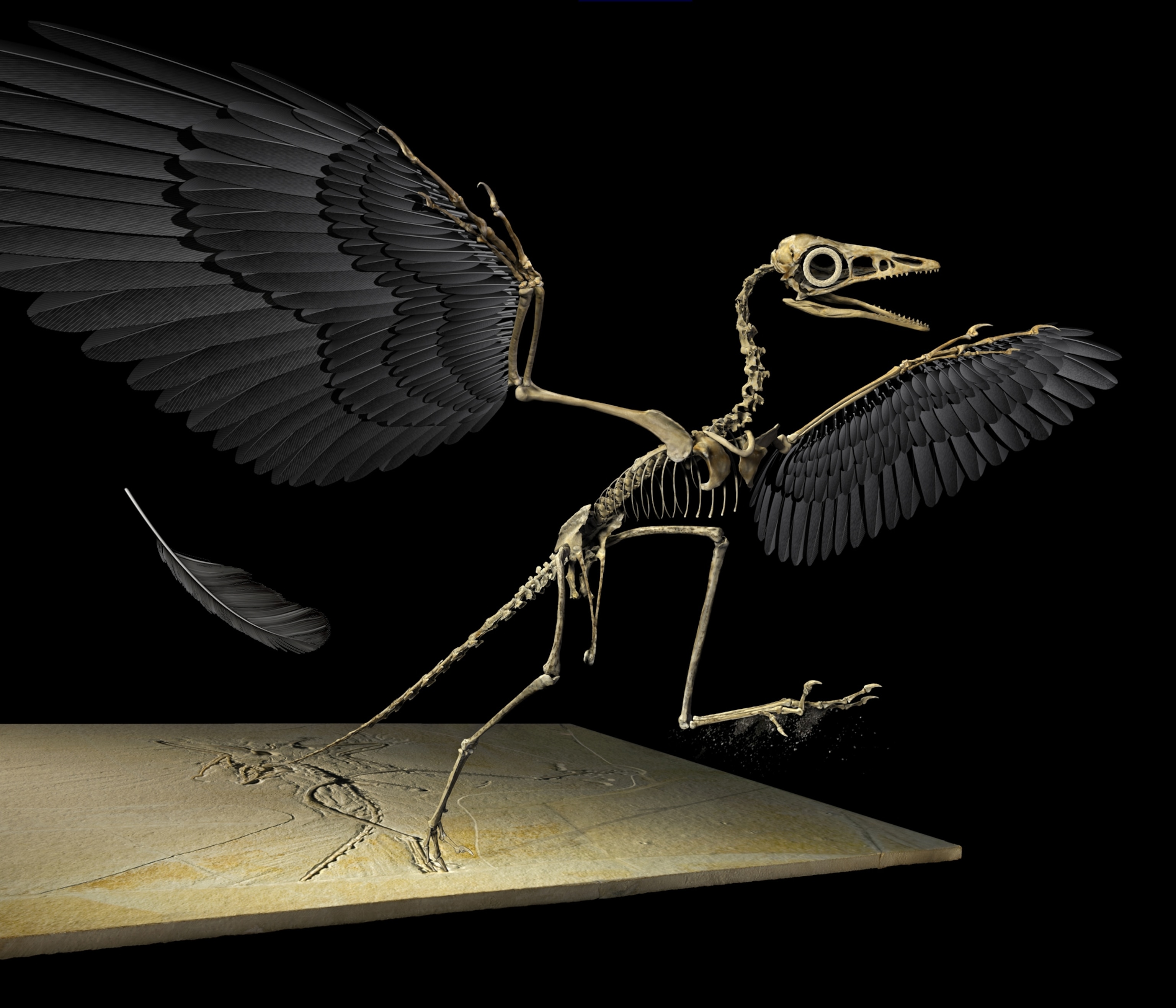 archaeopteryx 3d model