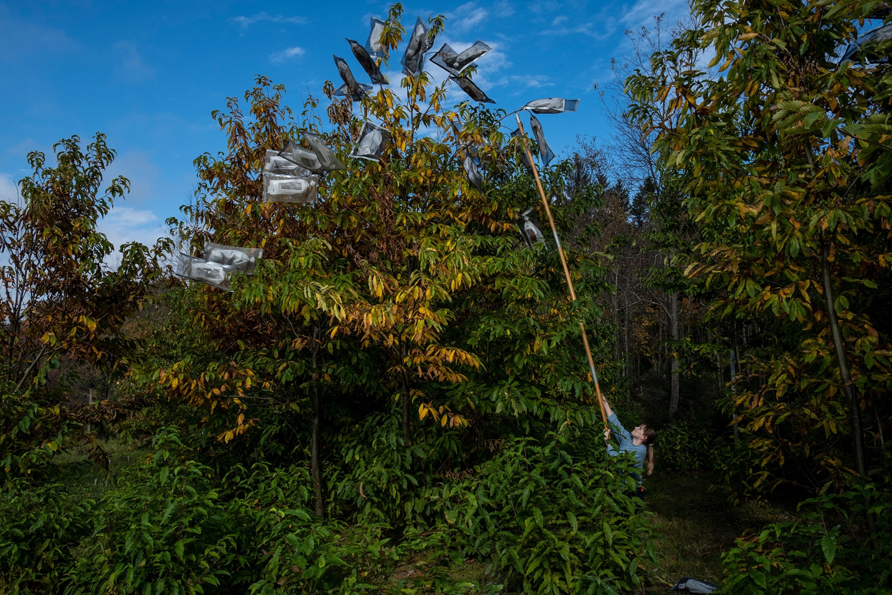 A woman harvests chestnuts at the Tully Field Station.