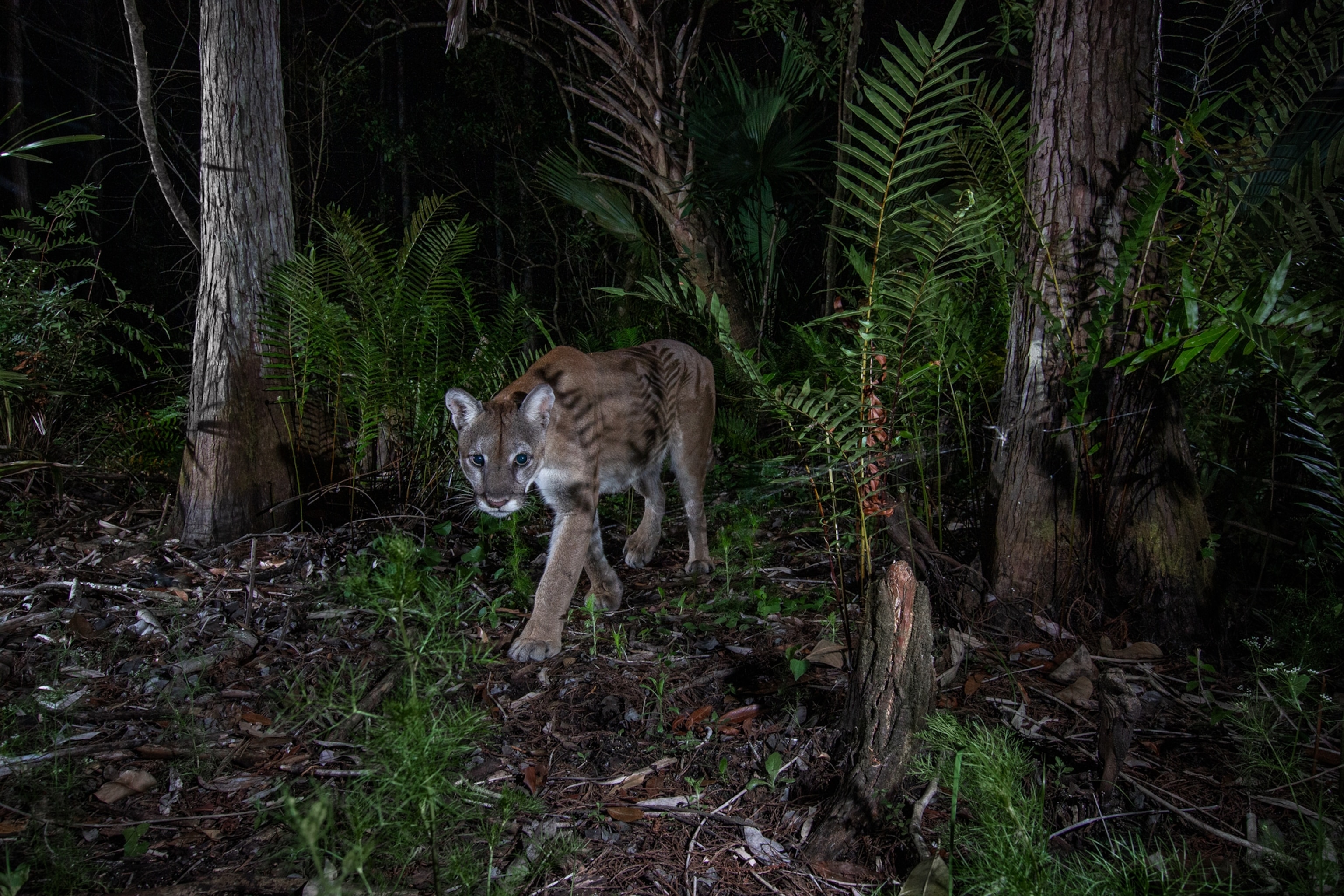 Big cat walking under trees.