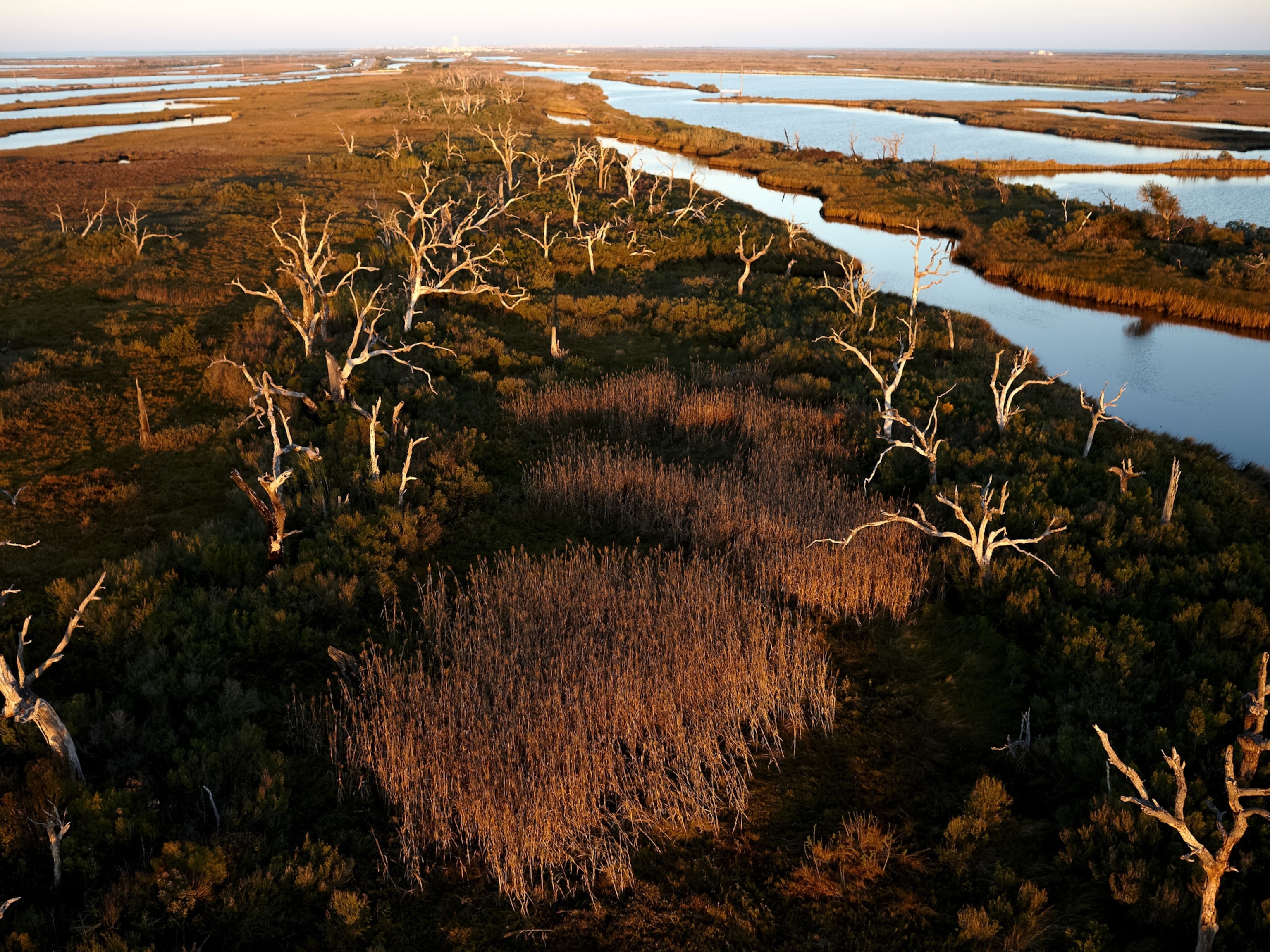 Oaks and cypress trees killed by salt water intrusion