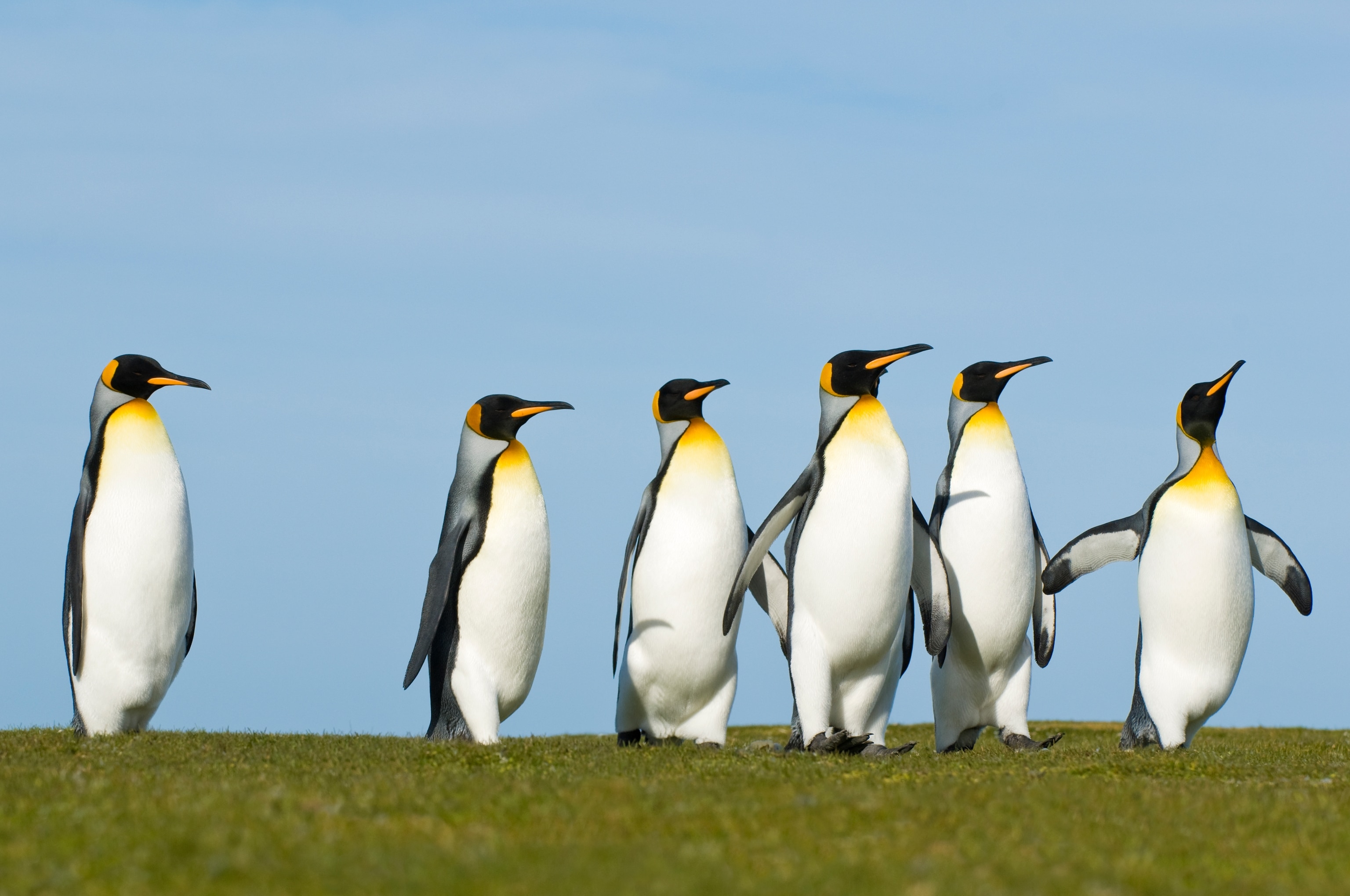 King penguins courting on Falkland Islands.