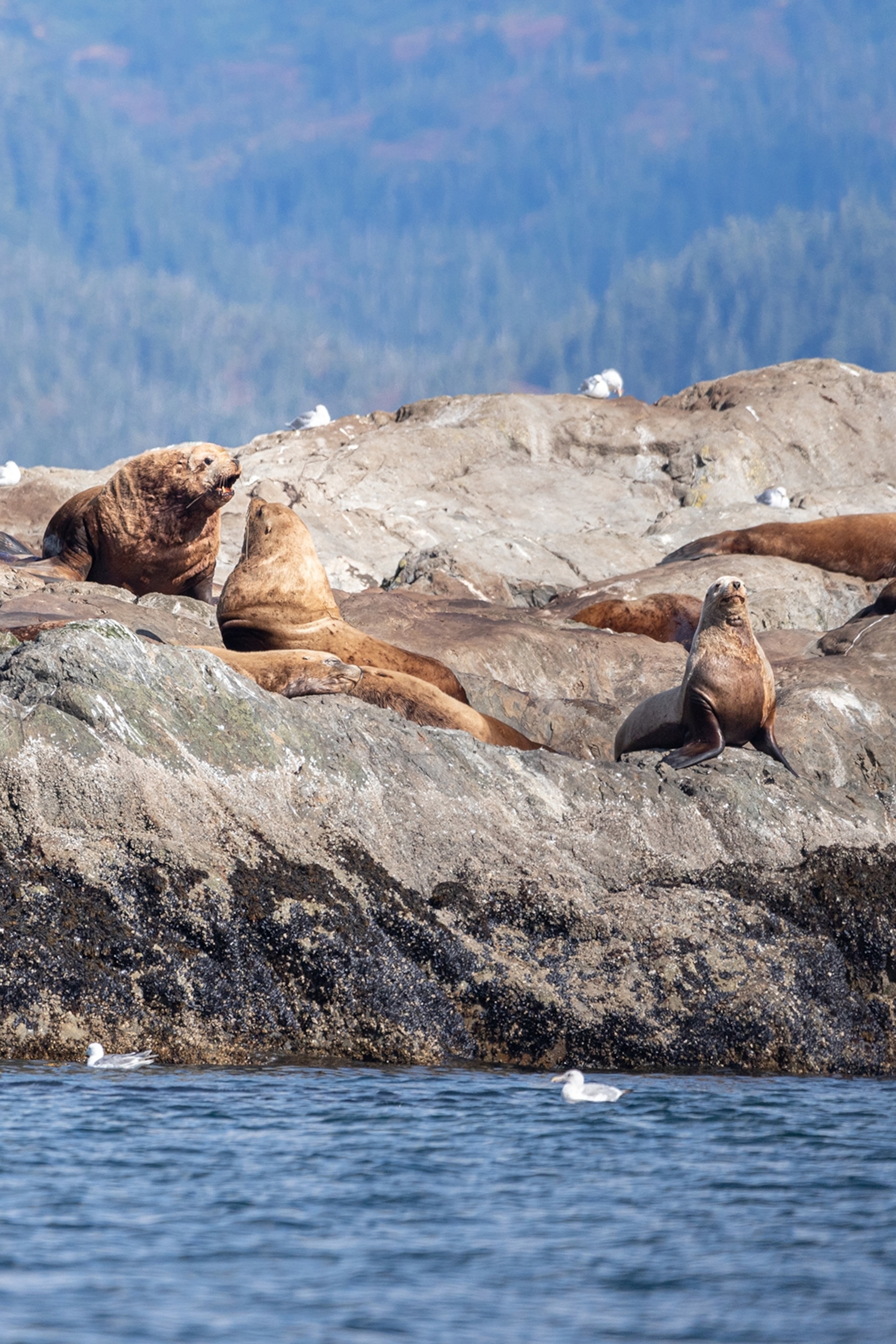 A group of seals lounging and socialising on a rock in the water.