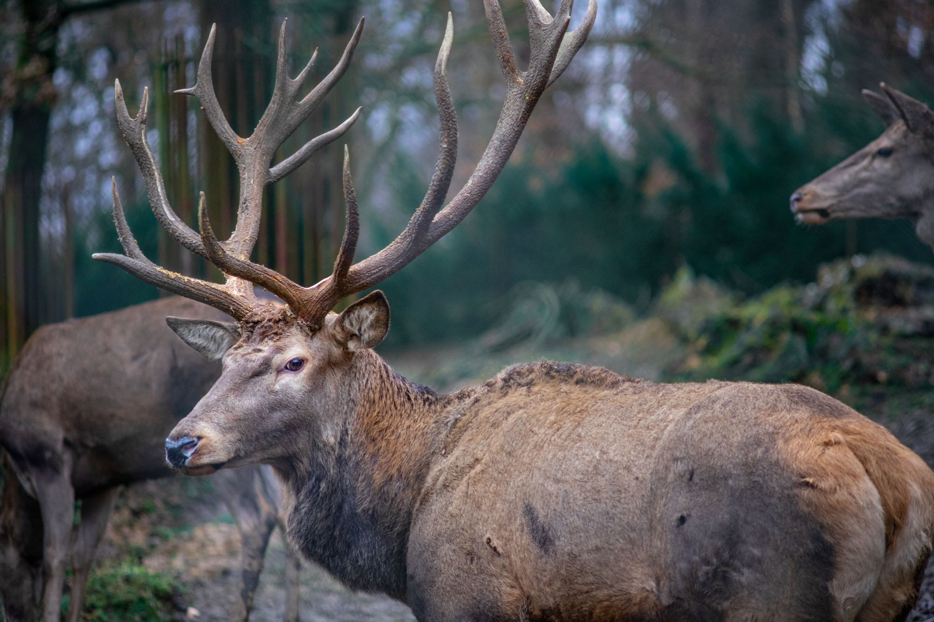 red deer with antlers.