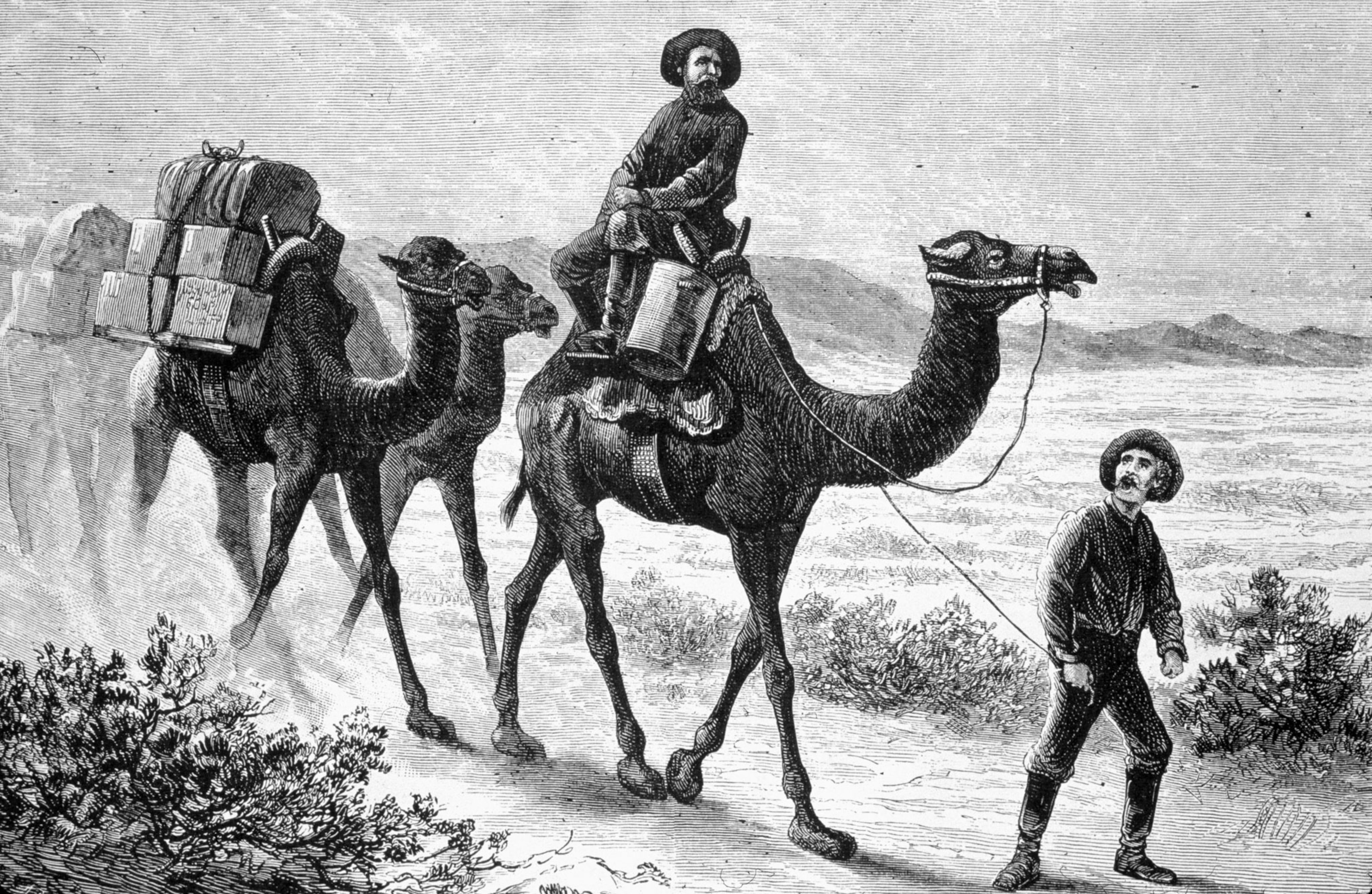 a drawing of the camel corps in the desert in the United States