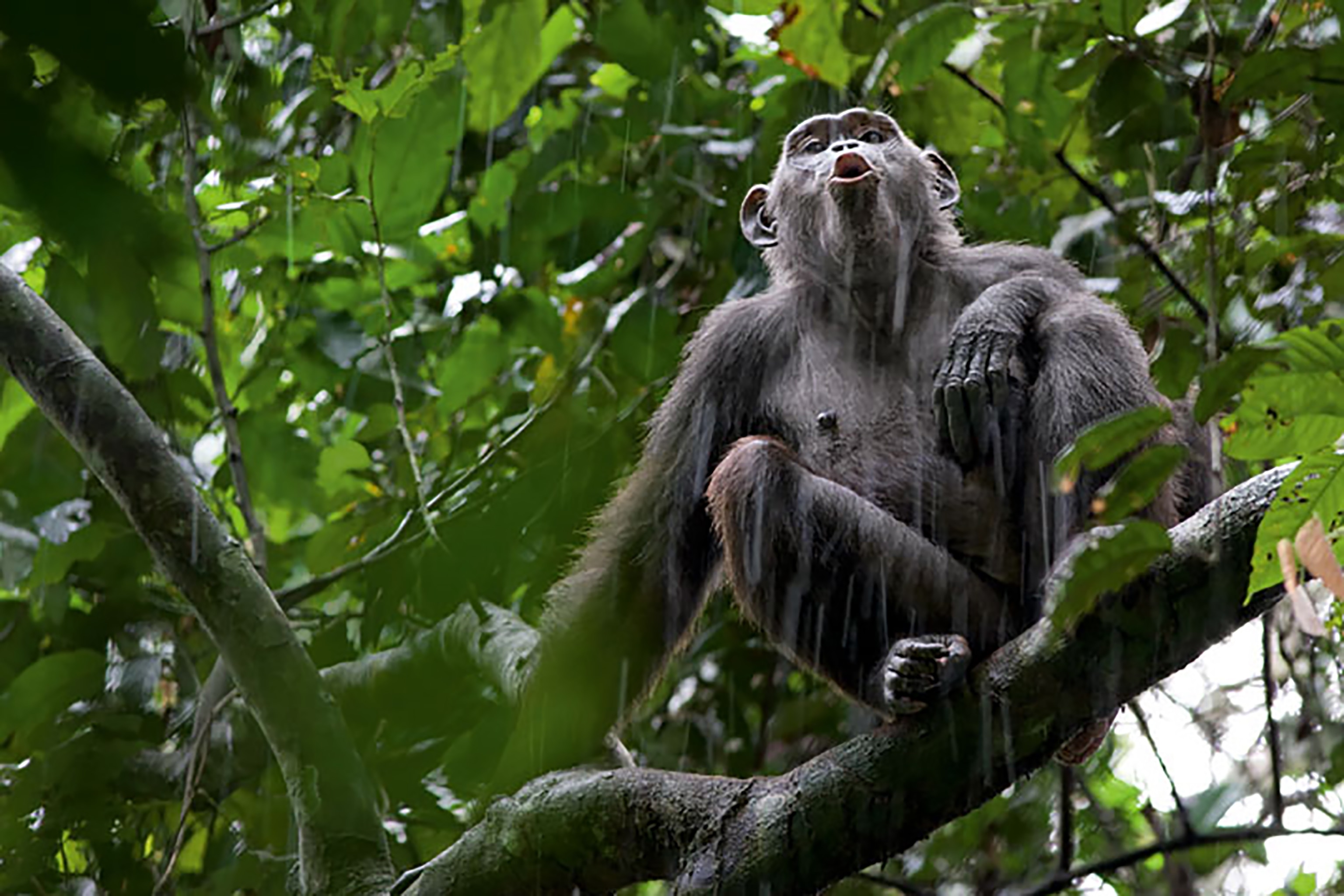 Chimp Call