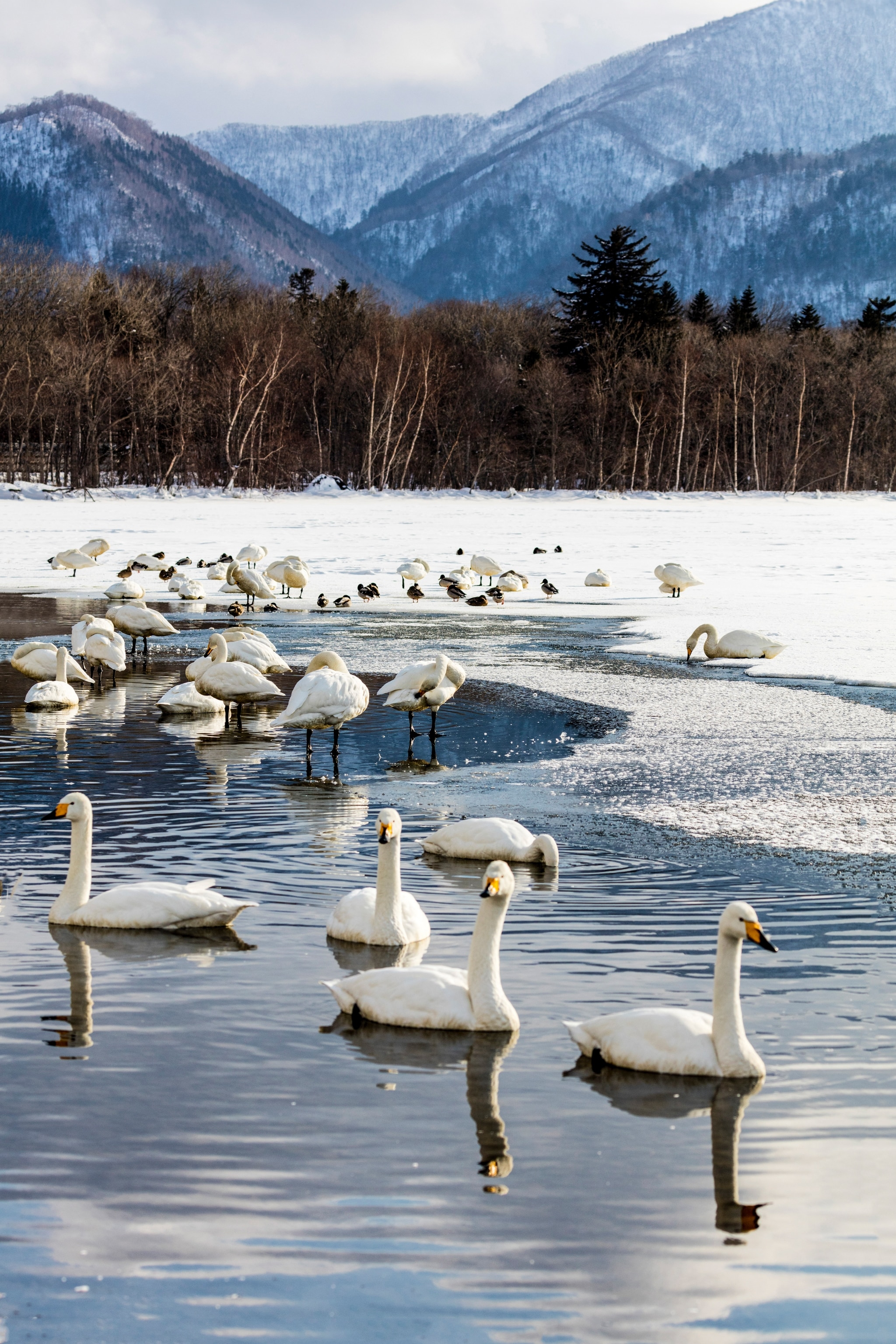 A flock of swans bathing in a half-frozen river in a snowy landscape.