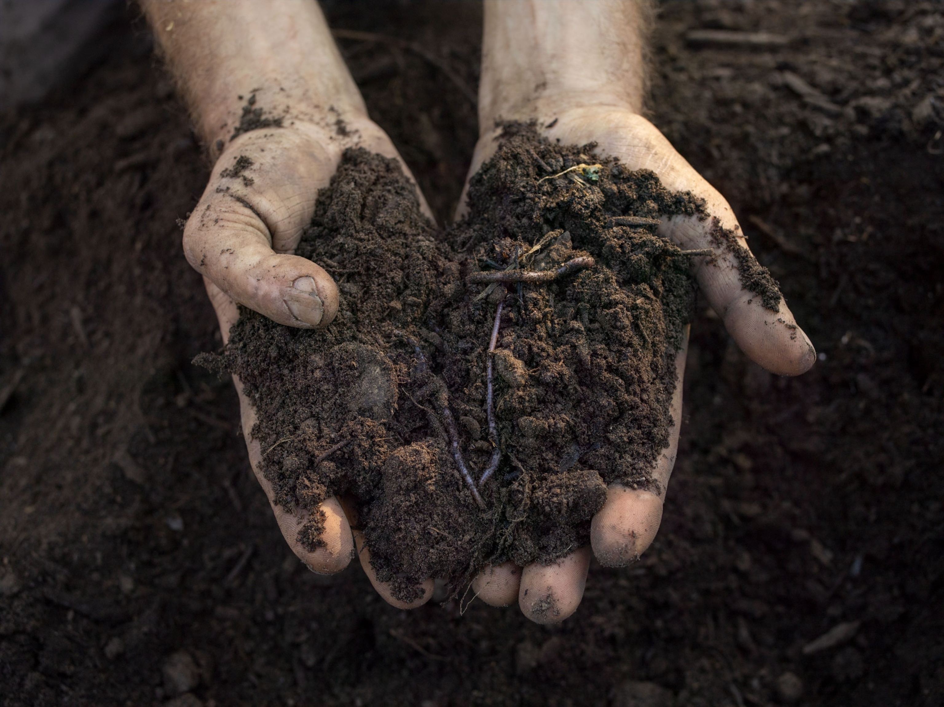 Farmer holds healthy soil from Singing Frogs Farm.