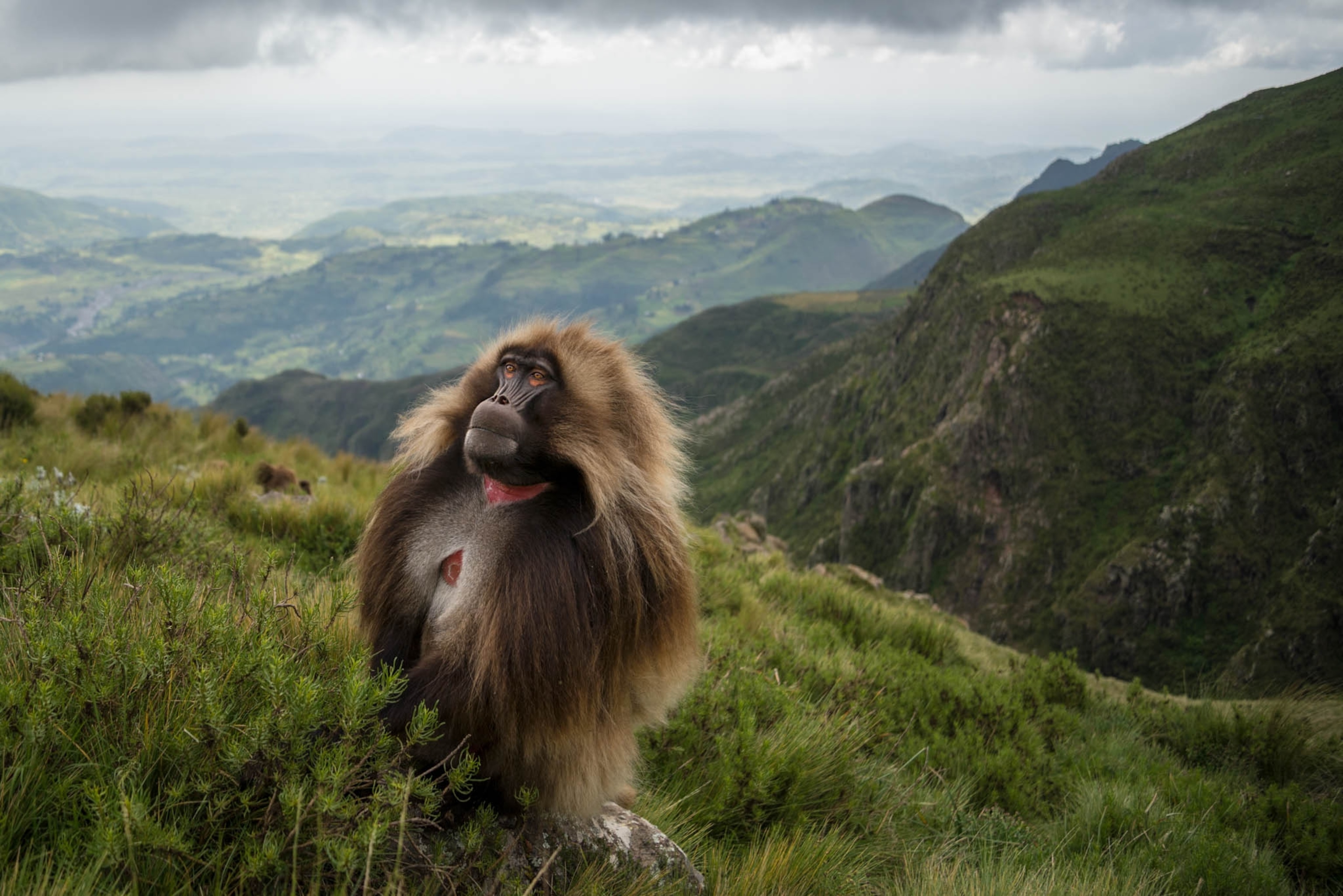 a shaggy male gelada looking out from a cliff above the great rift valley