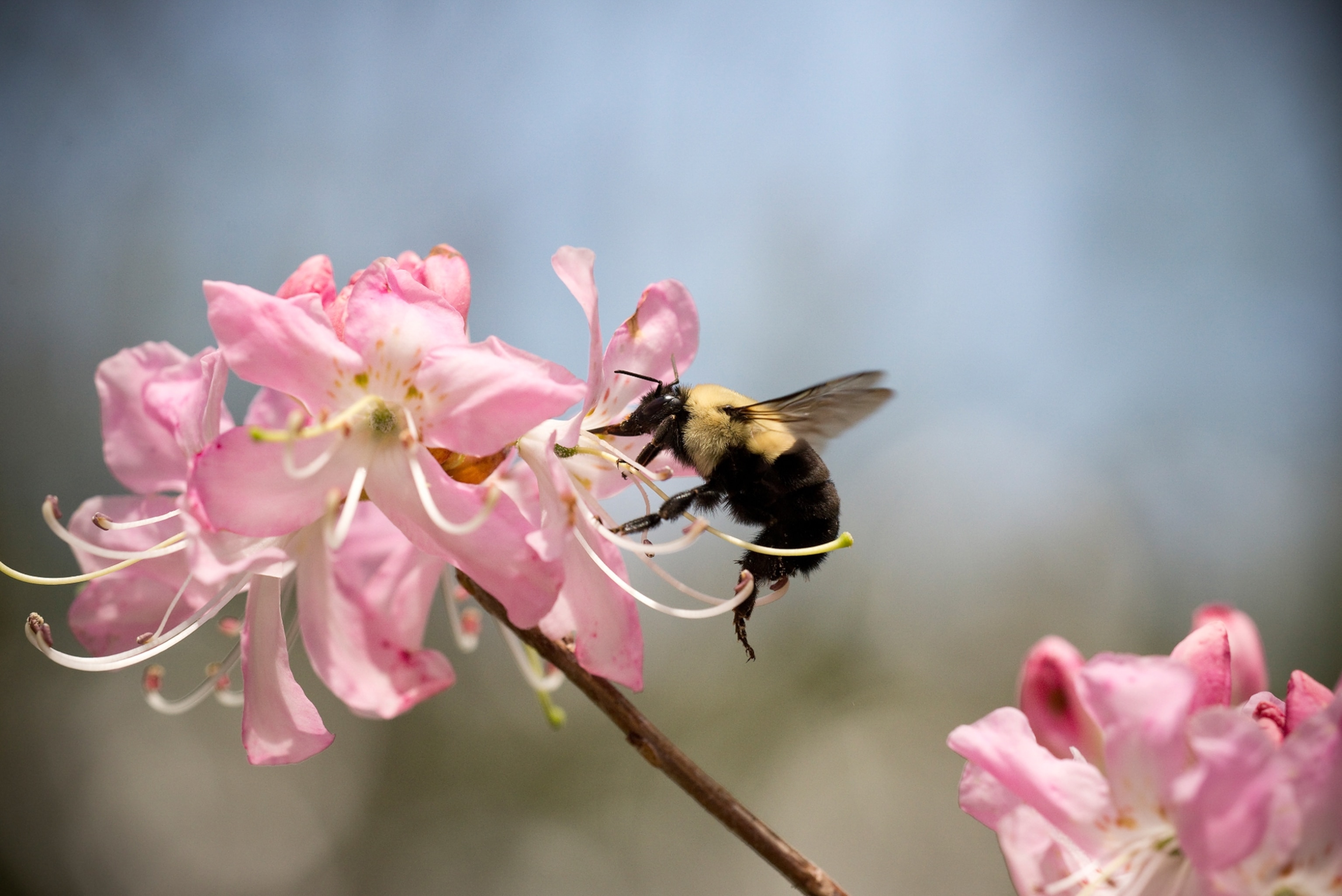 Picture of a bee on a pink flower