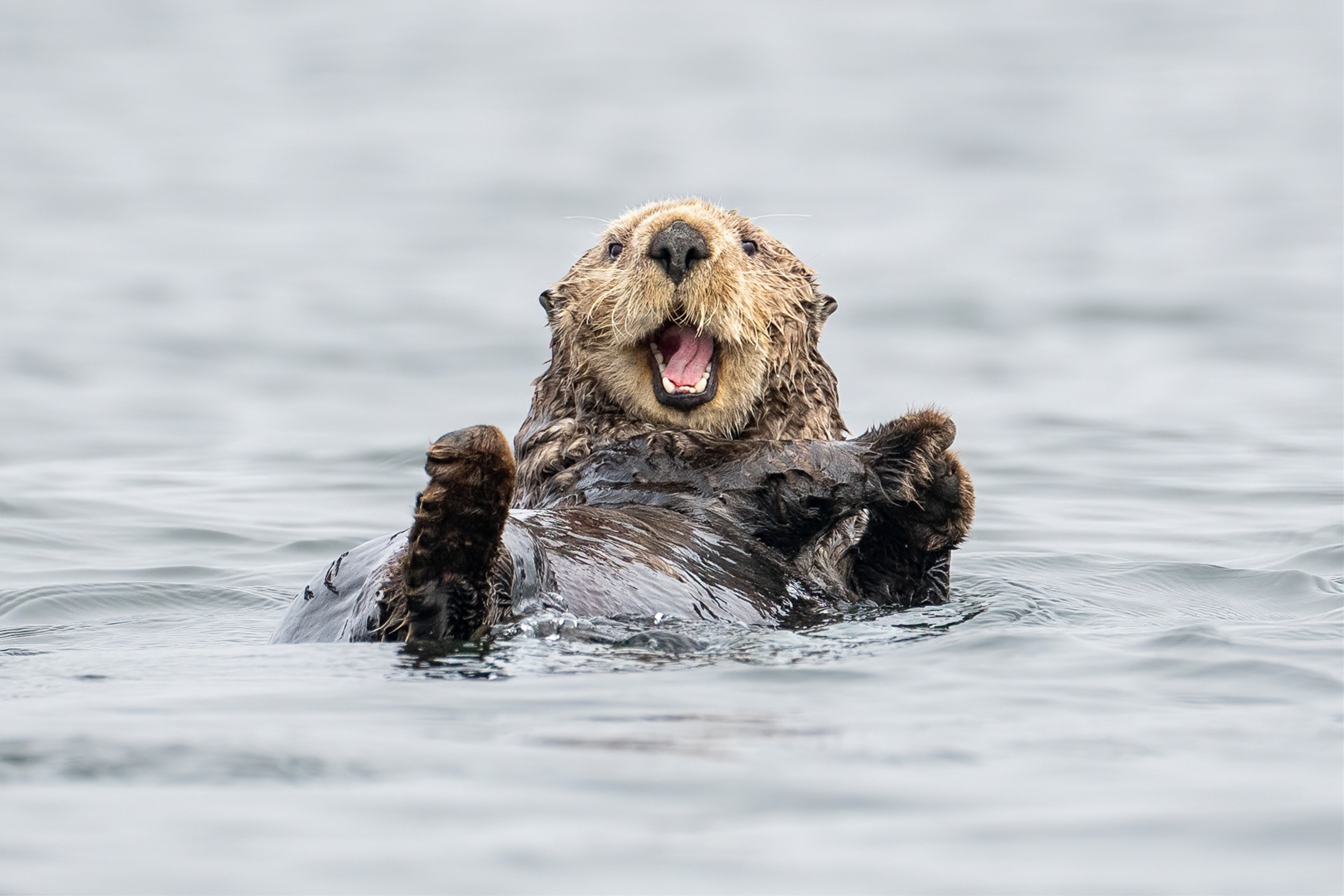 A sea otter on its back.