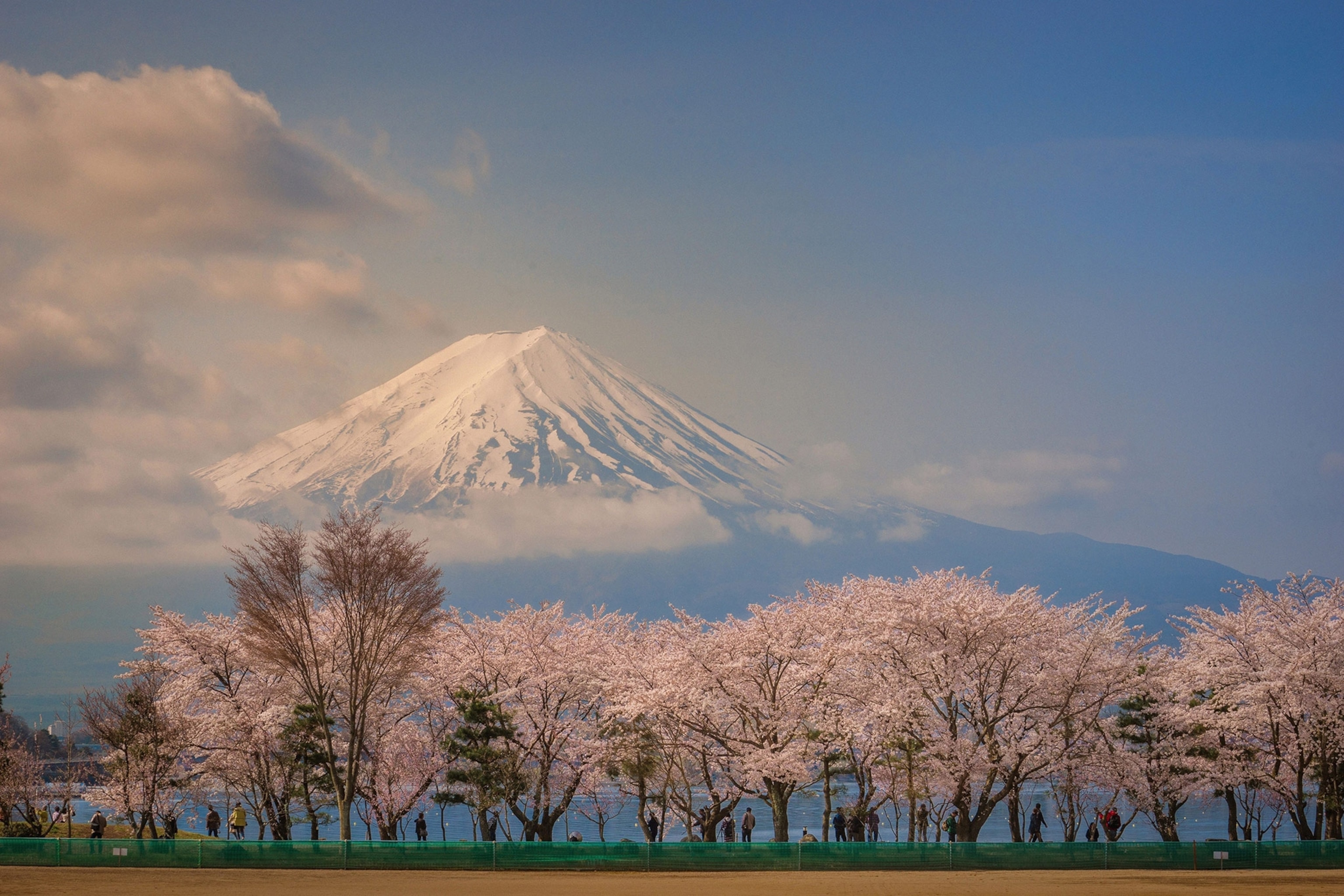 A row of cherry blossom trees with Mt. Fuji in the distance