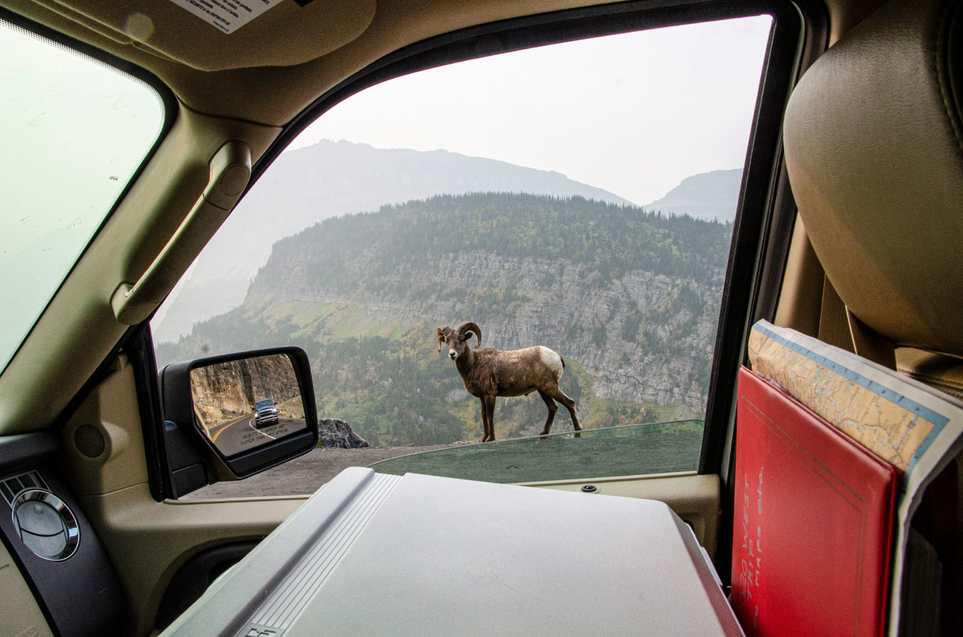 A big horn sheep seen through the car window