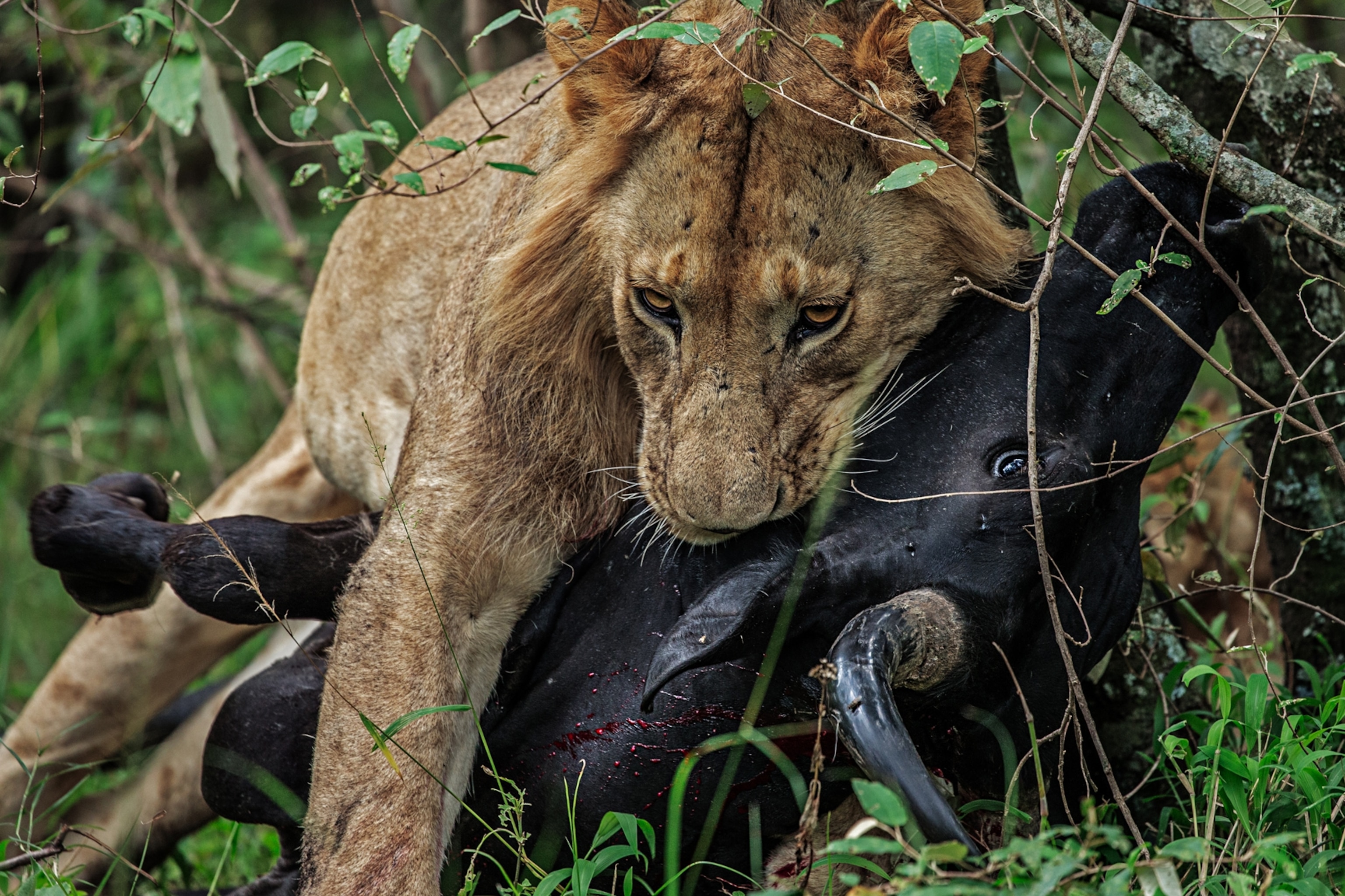 young lion with killed cow.