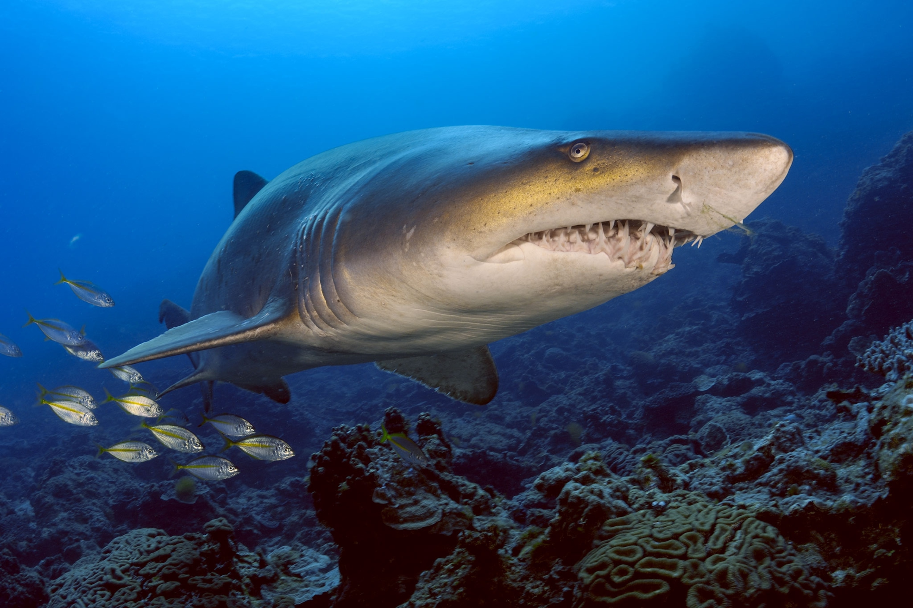 a sand tiger shark in the Bonin Islands