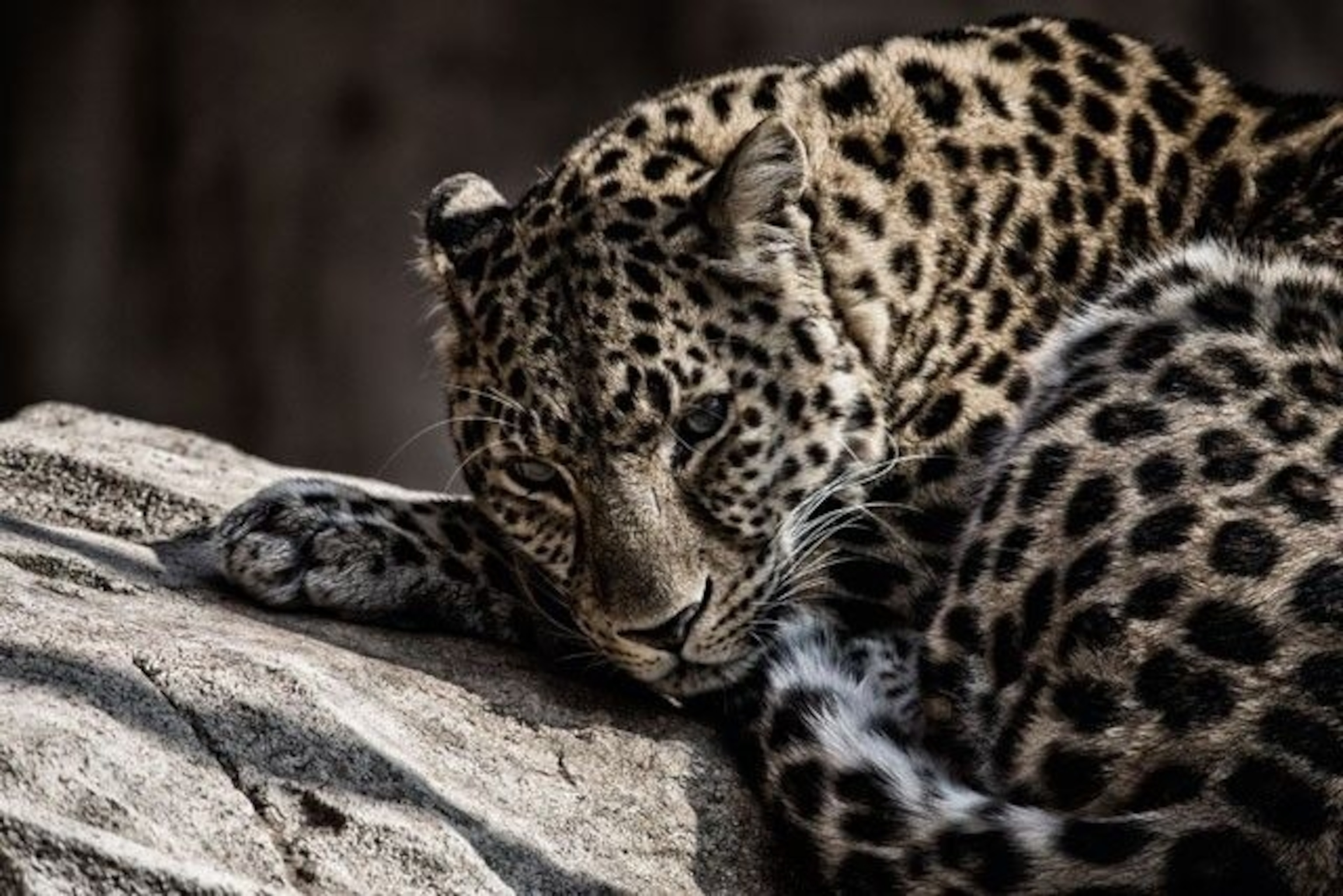 Arabian leopard