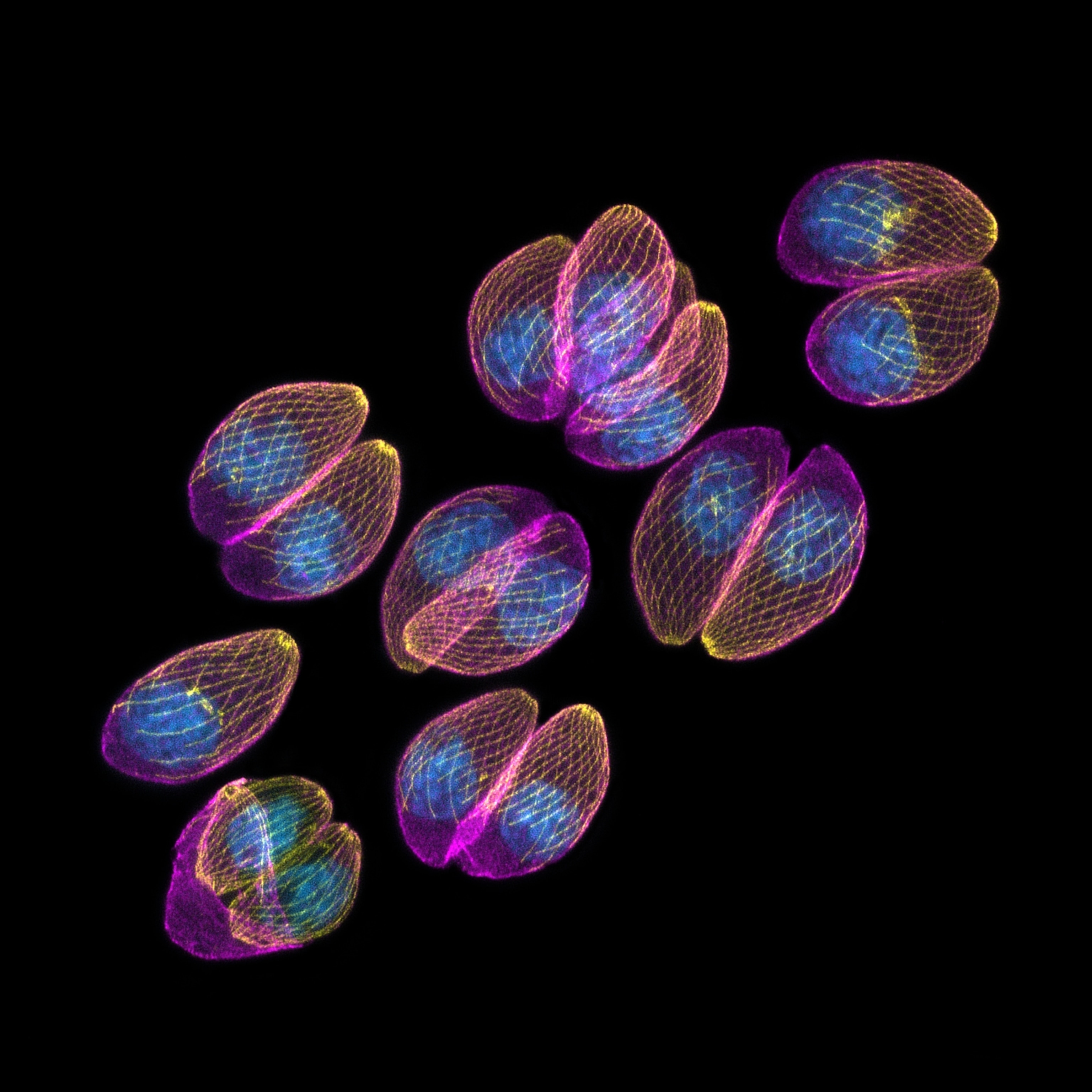 Partially translucent and dyed bodies of T. gondii parasites, which look similar to two halves of a peanut side-by-side. The appear to be made of a matrix of filaments, dyed golden yellow.