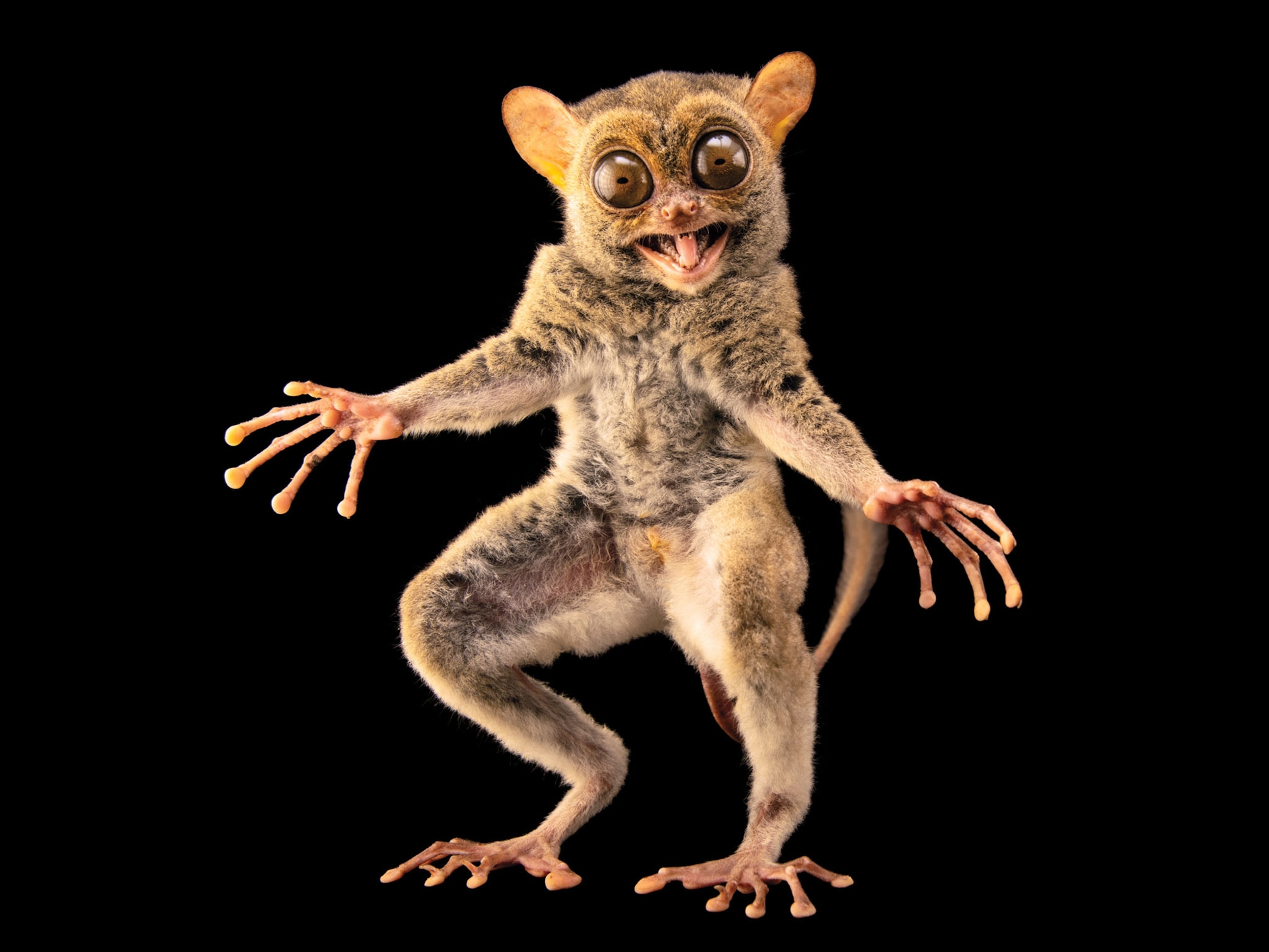 a horsfield's tarsier