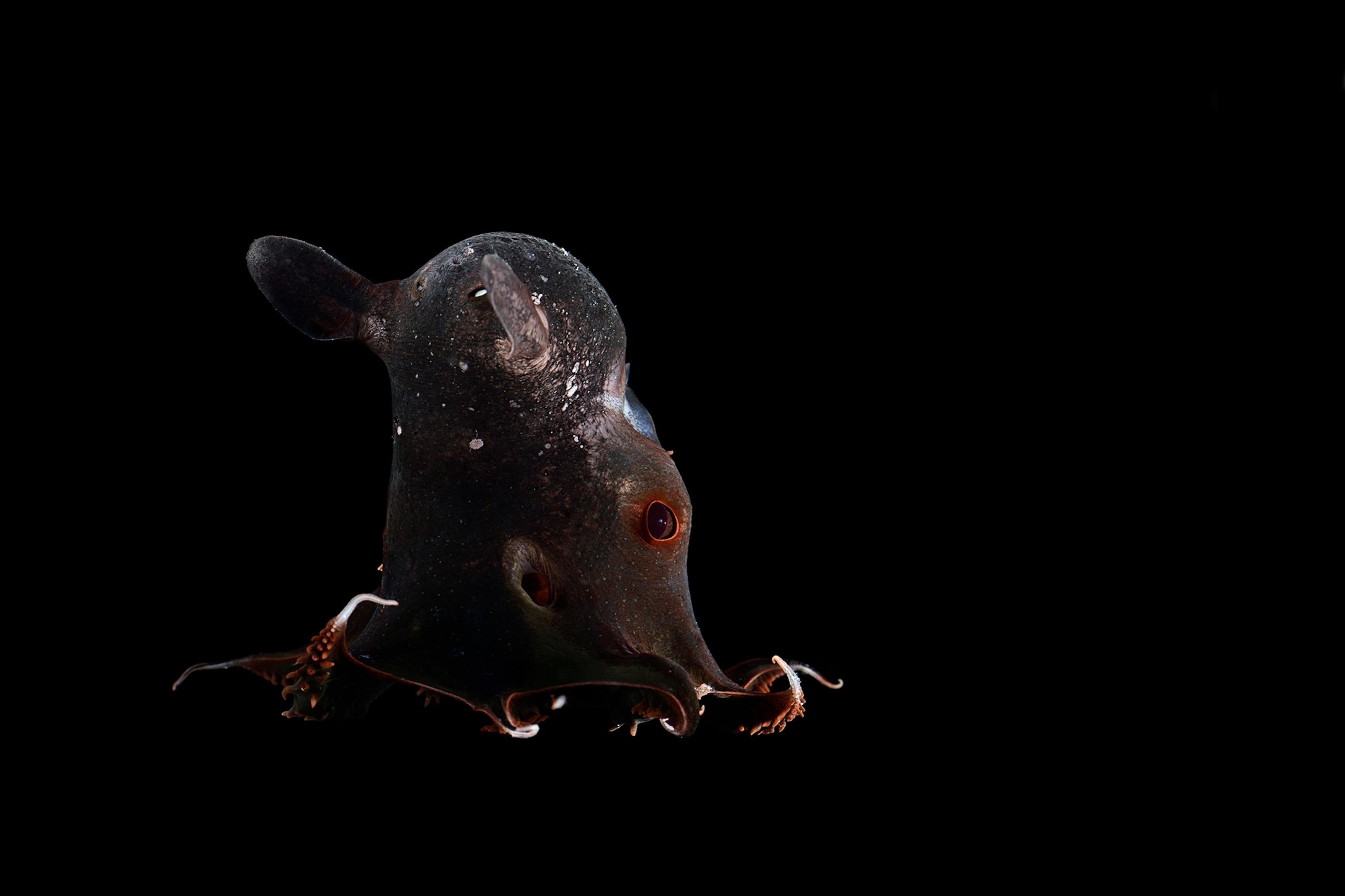Vampire squid portrait surrounded by black.