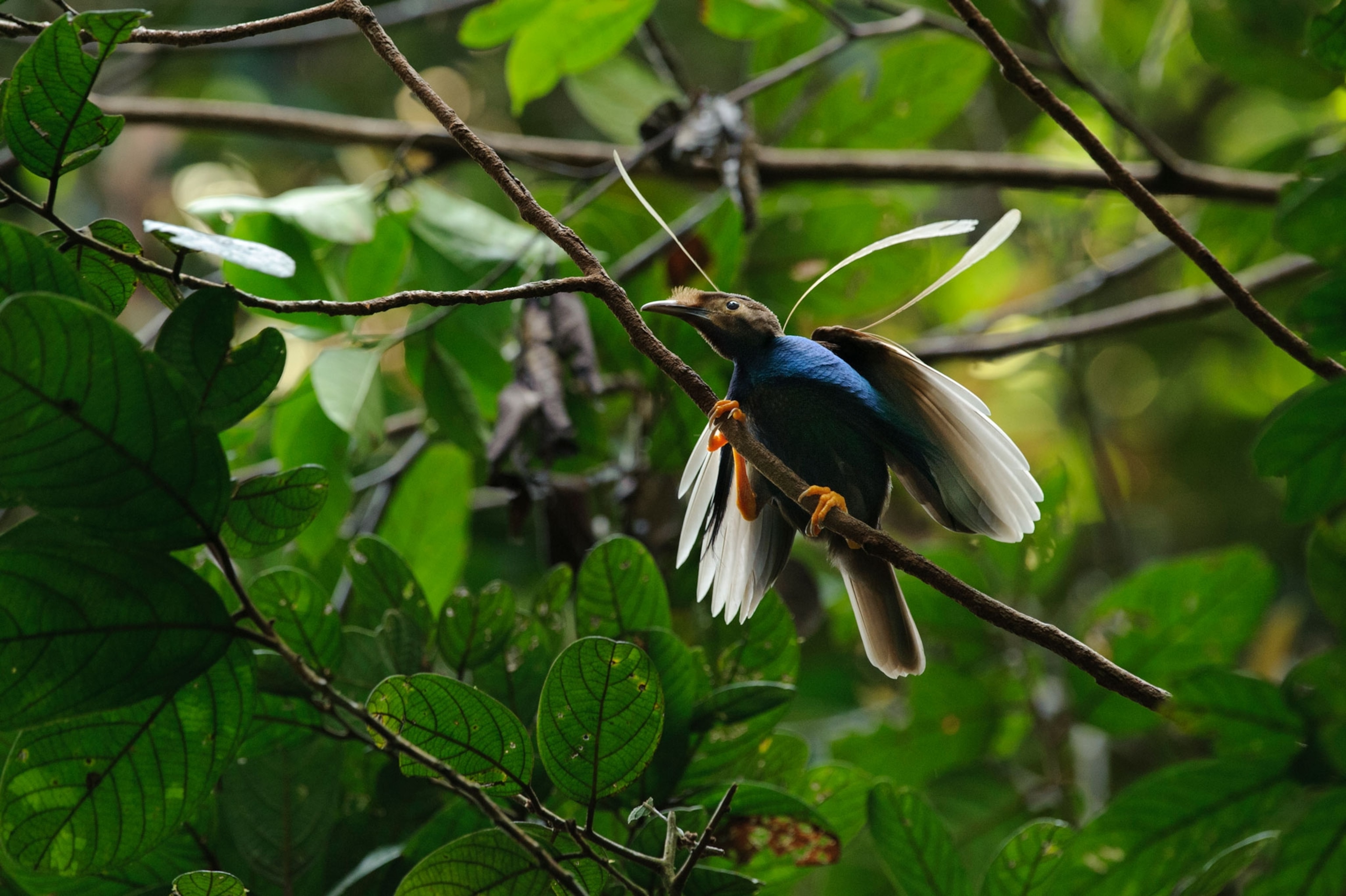 bird