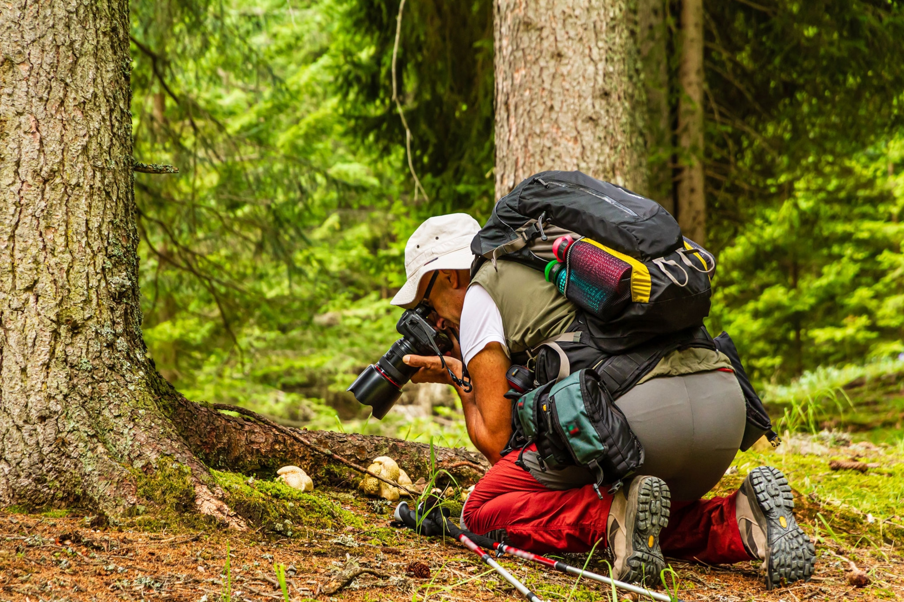 Nature photographer taking picture to mushrooms in the underwood