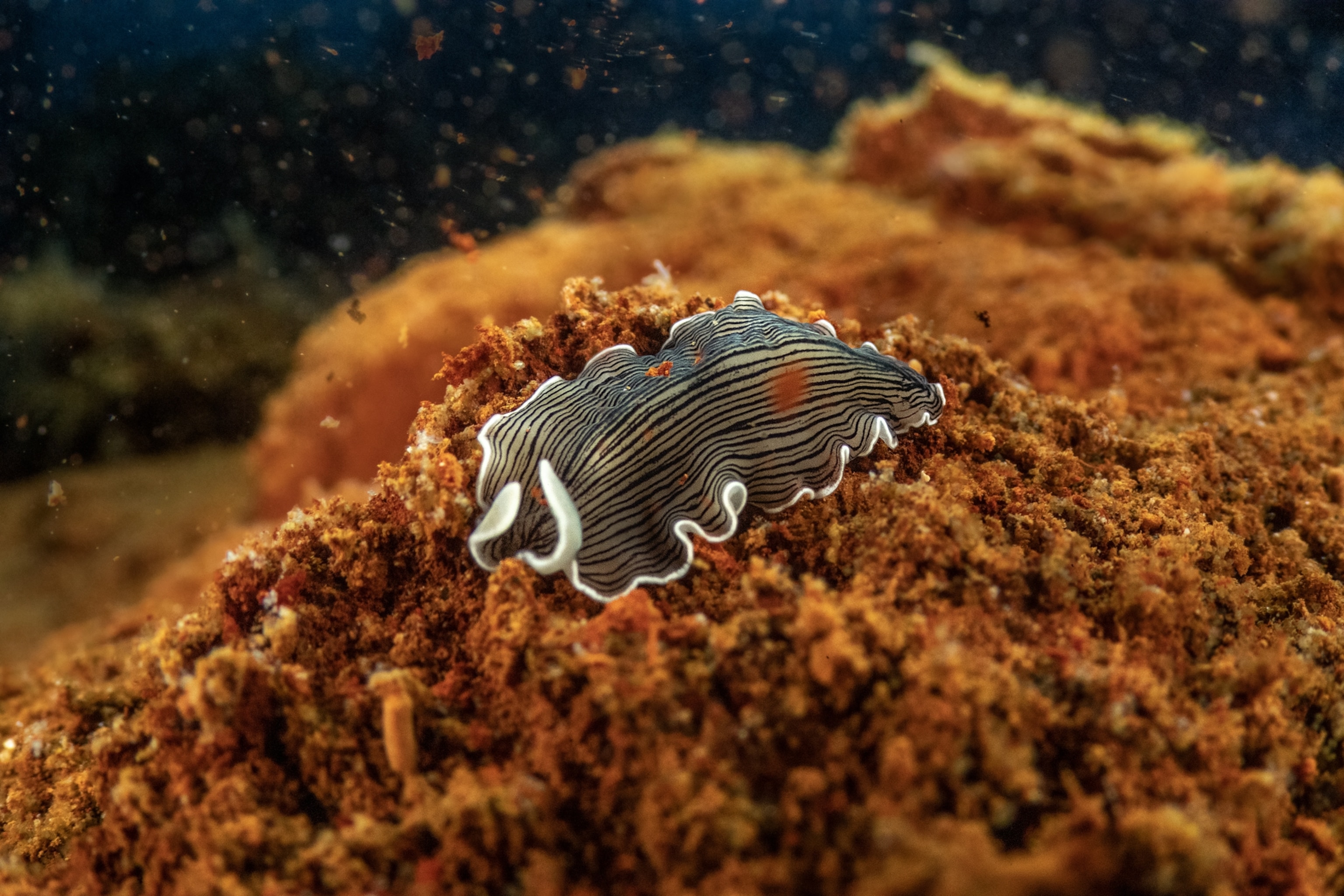 A flatworm venturing to the top of the spitters.