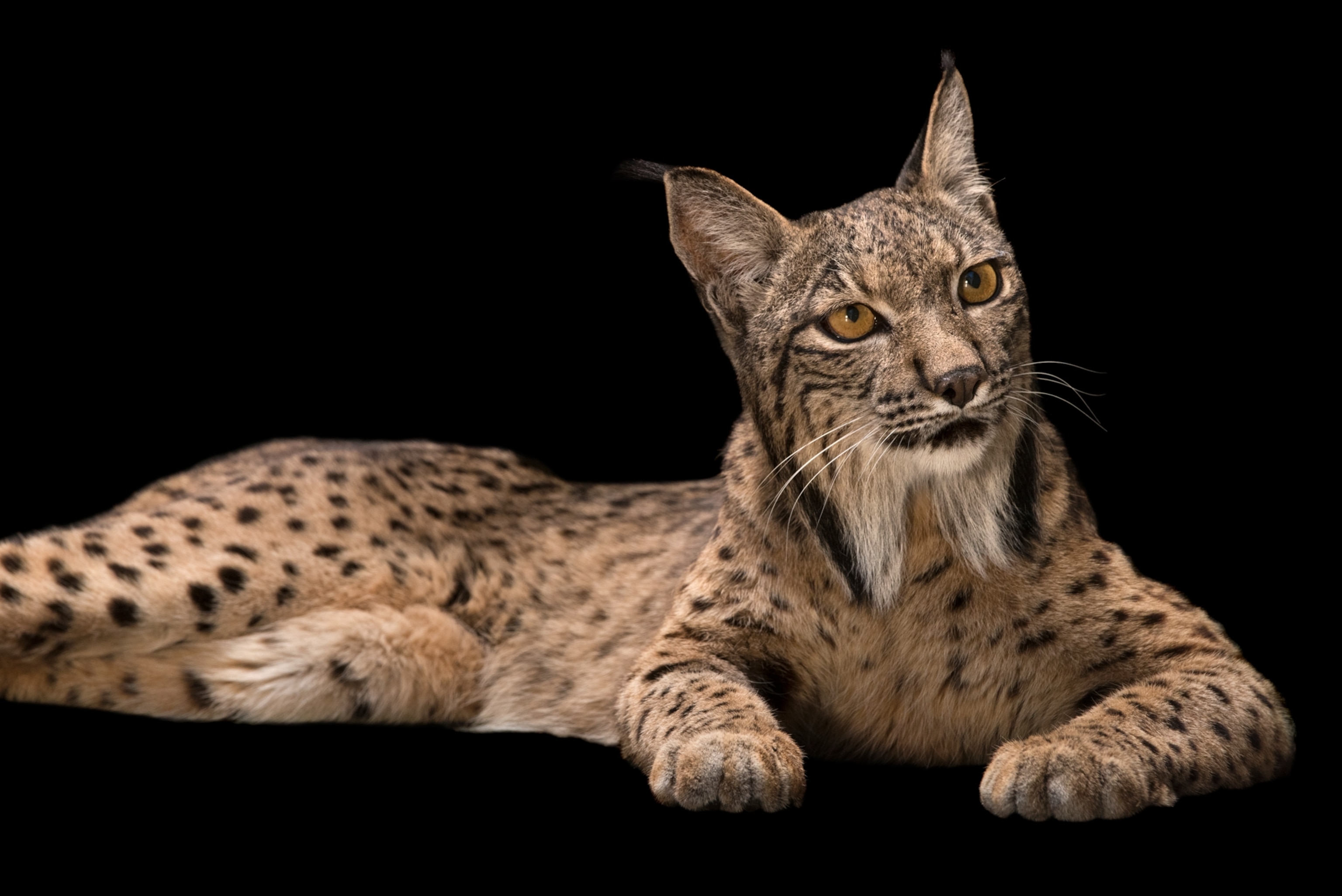 one of the world's rarest cats, the Iberian lynx