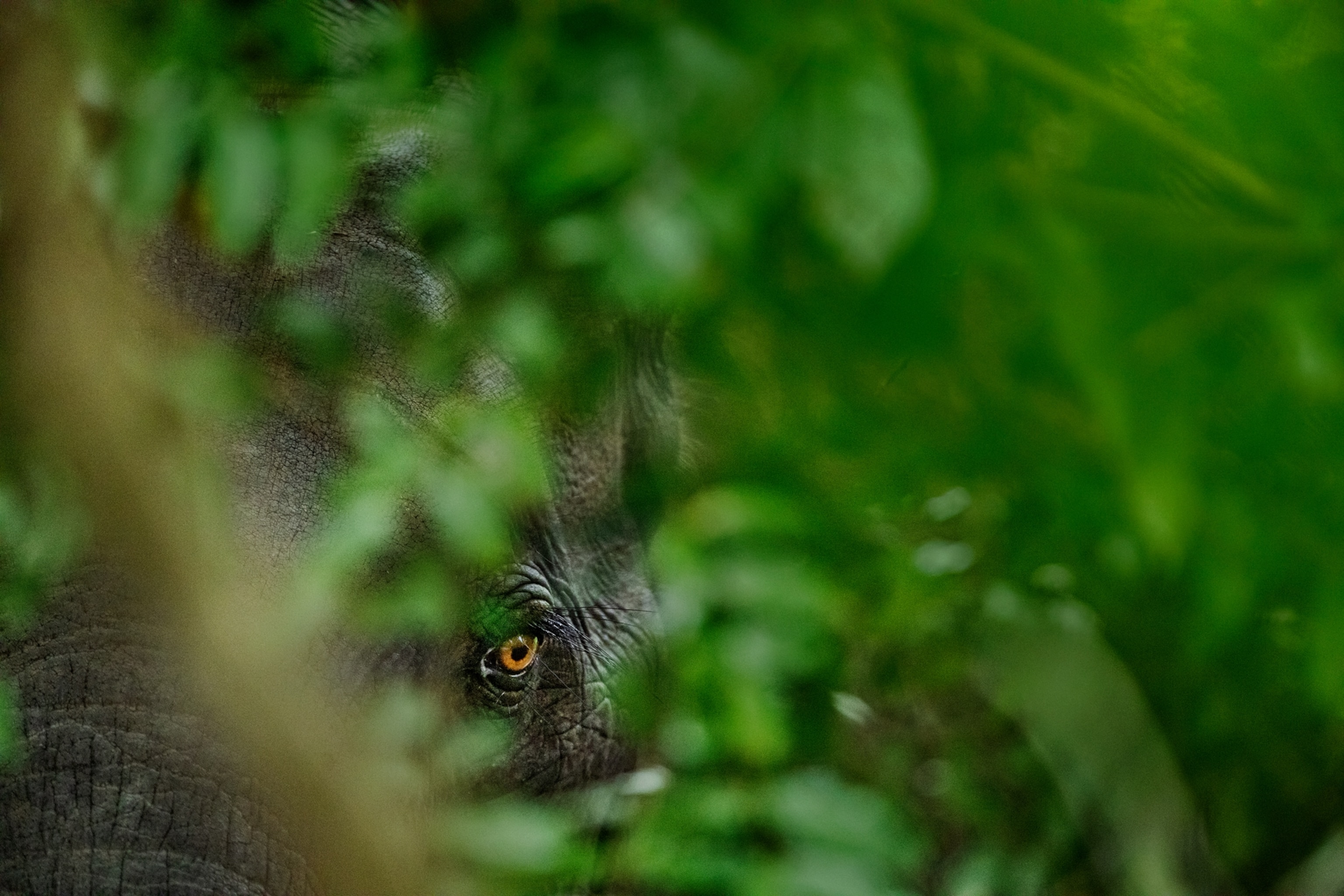 Picture of elephant's eye seeing through greenery.